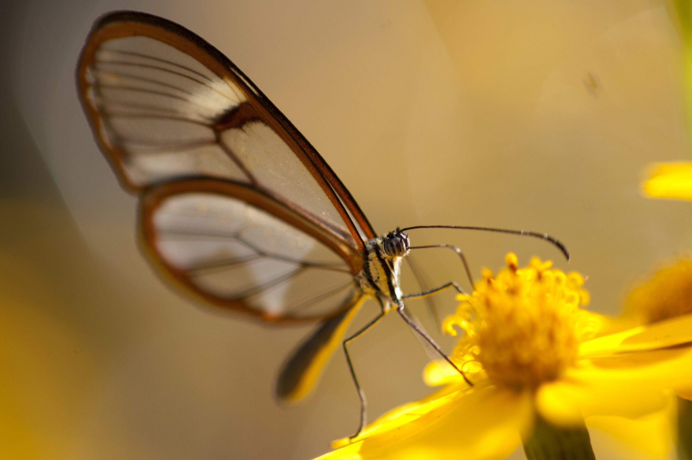 Map of transparent butterflies highlights biodiversity hotspot in the Andes Moun..
