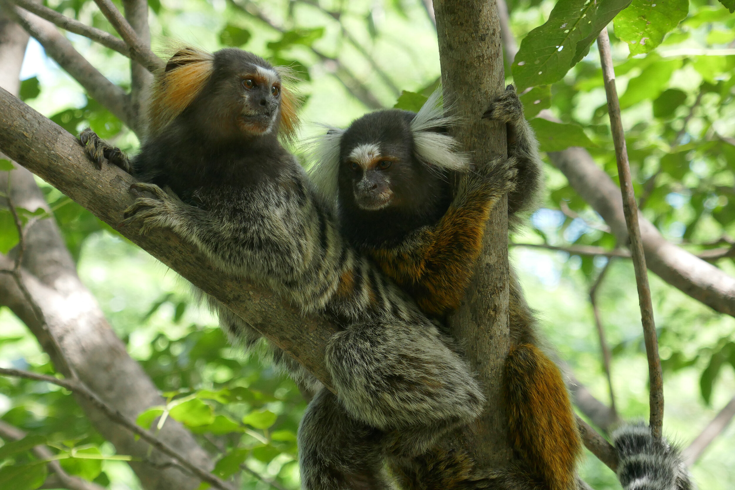 Marmoset monkeys listen and understand conversations between other marmosets