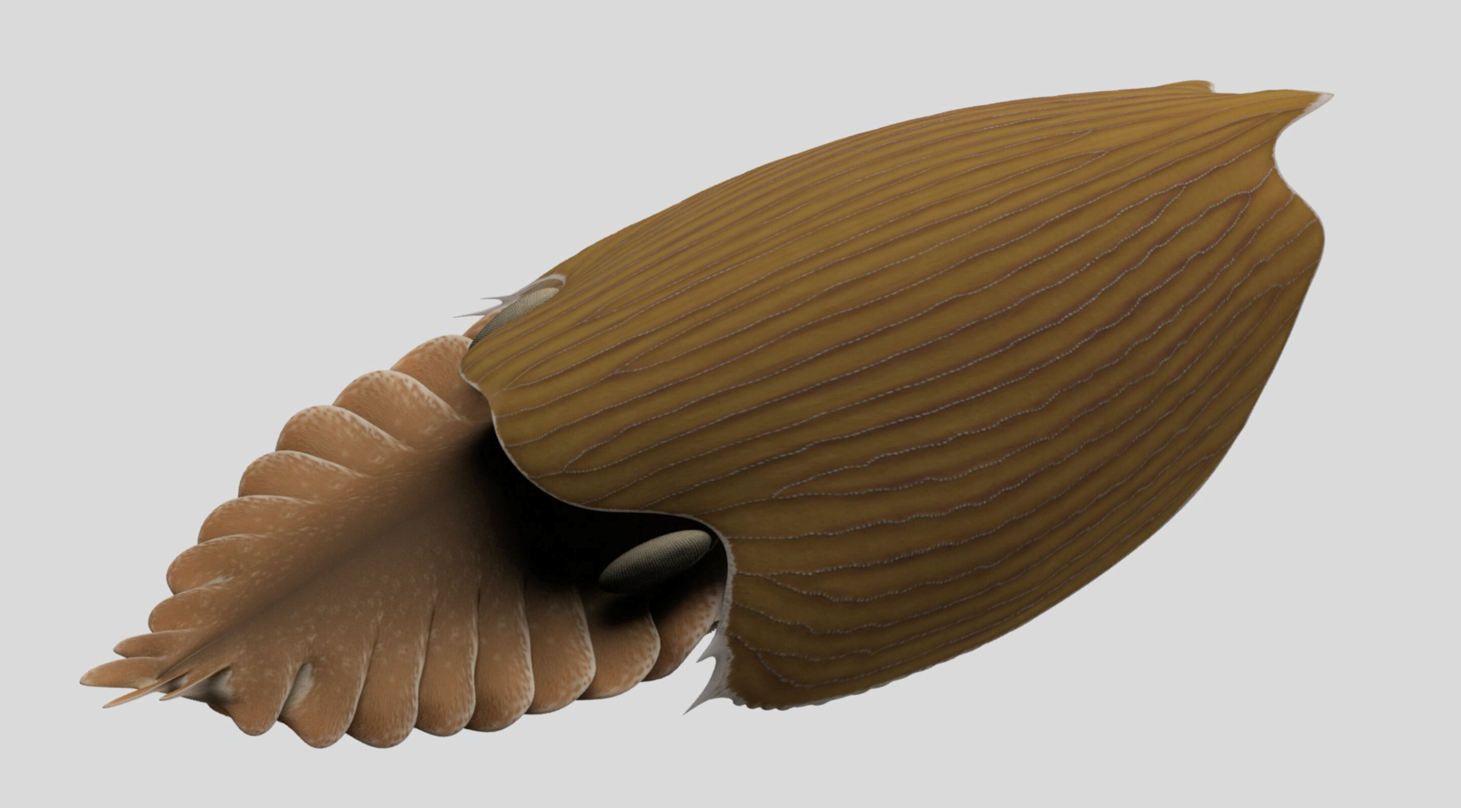 Massive new animal species discovered in half-billion-year-old Burgess Shale