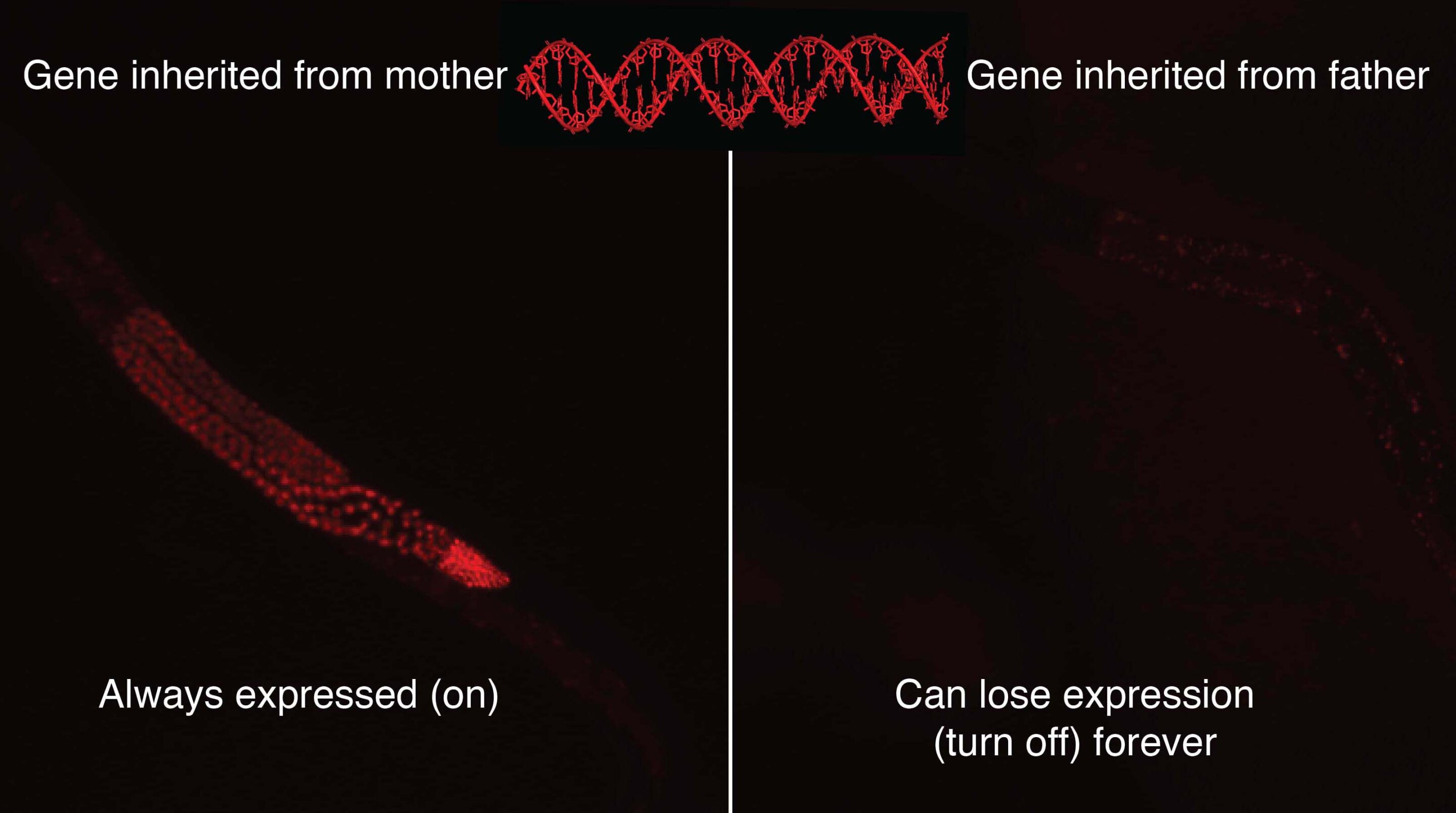 La combinación adecuada de padres puede desactivar el gen de forma indefinida