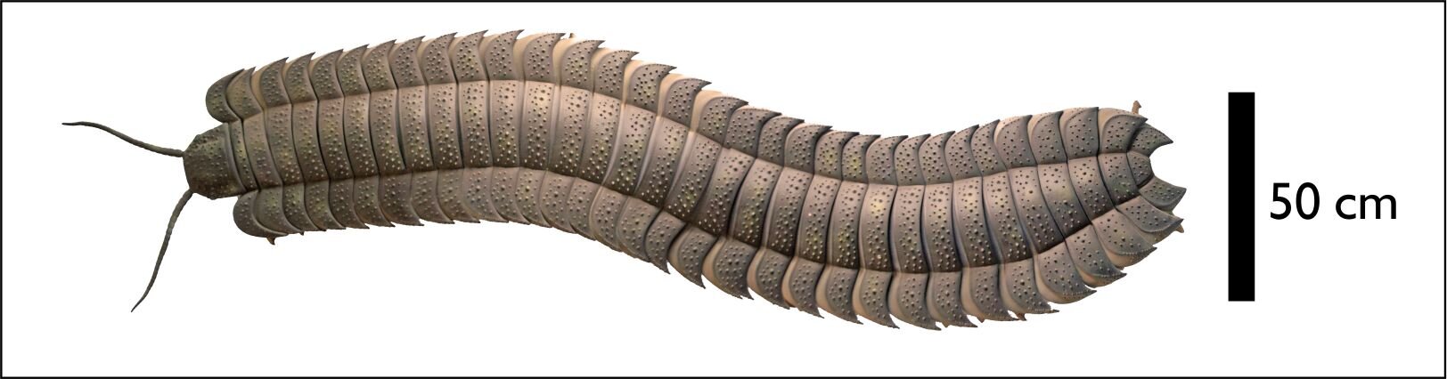 Photo of Stonožky „veľké ako auto“ sa kedysi potulovali po severnom Anglicku, odhaľujú nálezy fosílií