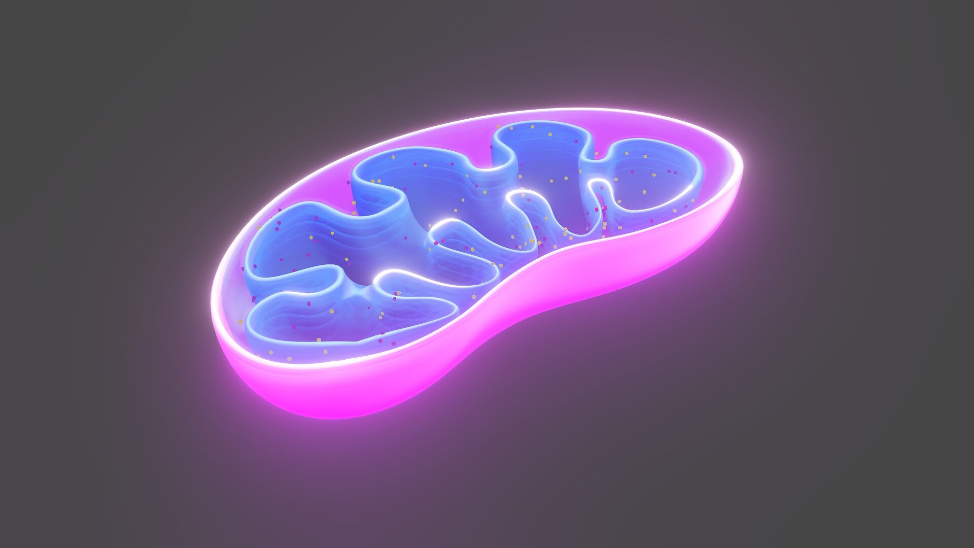 Scientists discover how mitochondria import antioxidants