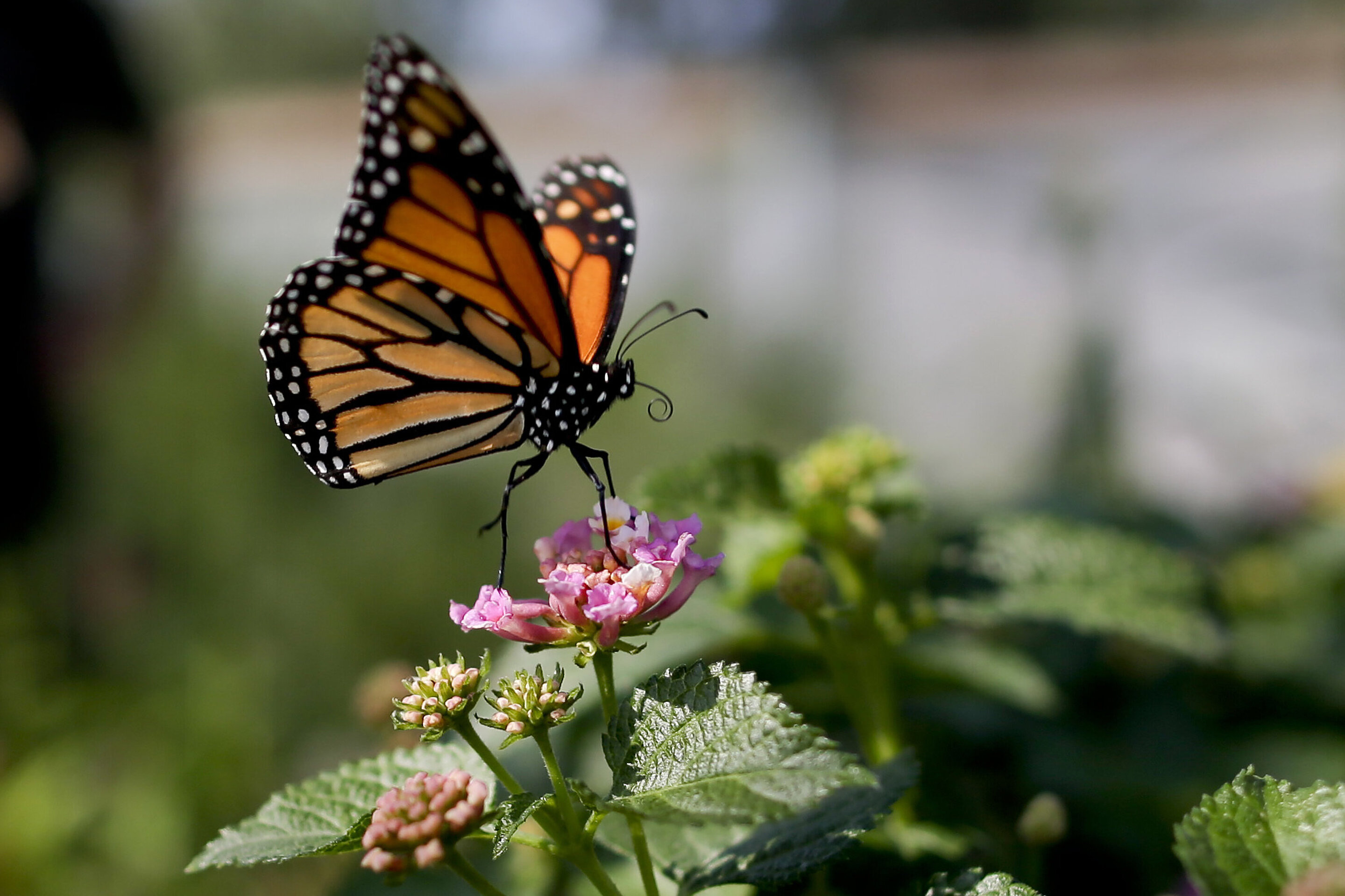 thursday-december-7-monarch-butterflies-facts-and-fate