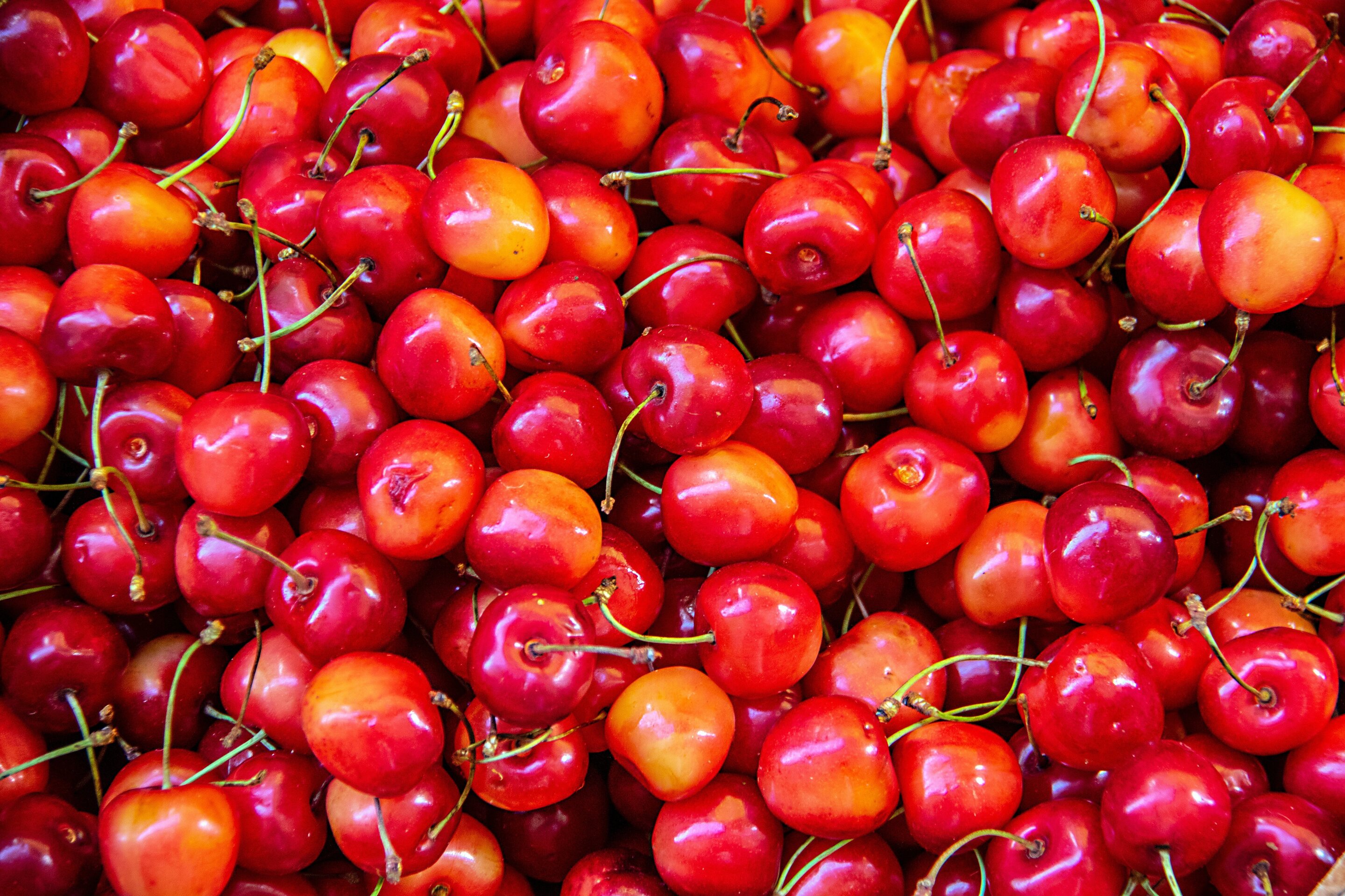 Research Highlights Powers Of Exercise Recovery With Montmorency Cherries