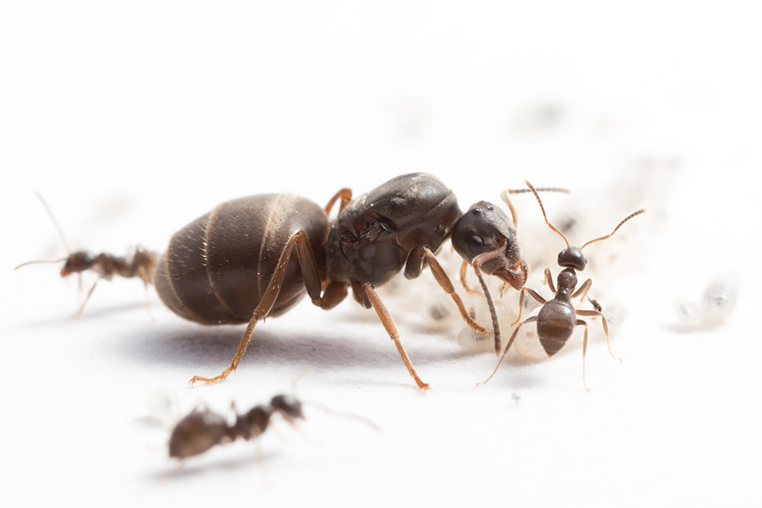 More diverse ant colonies raise more offspring