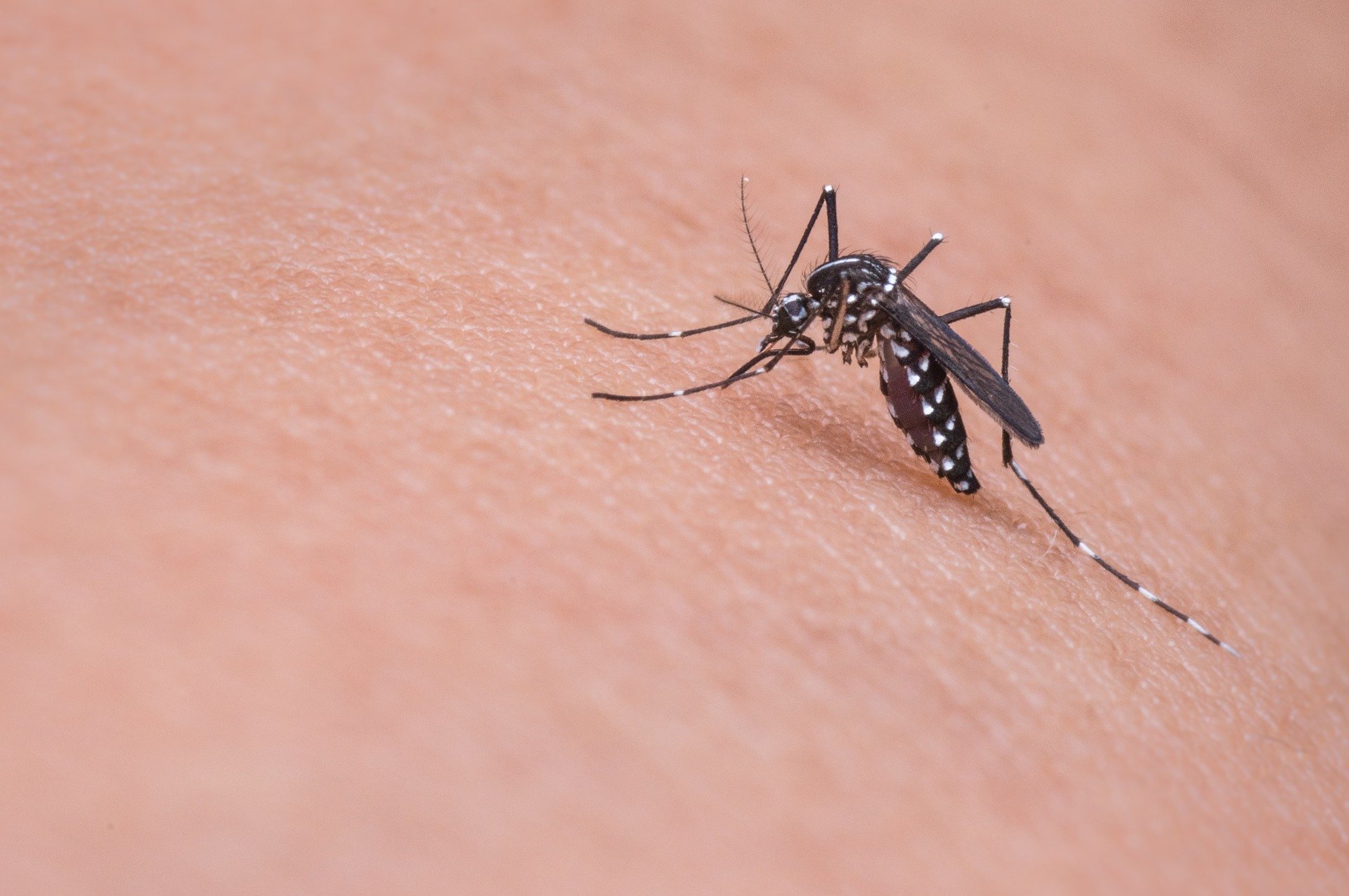 Algorithm shows that under the right conditions, mosquitoes can even flourish in..