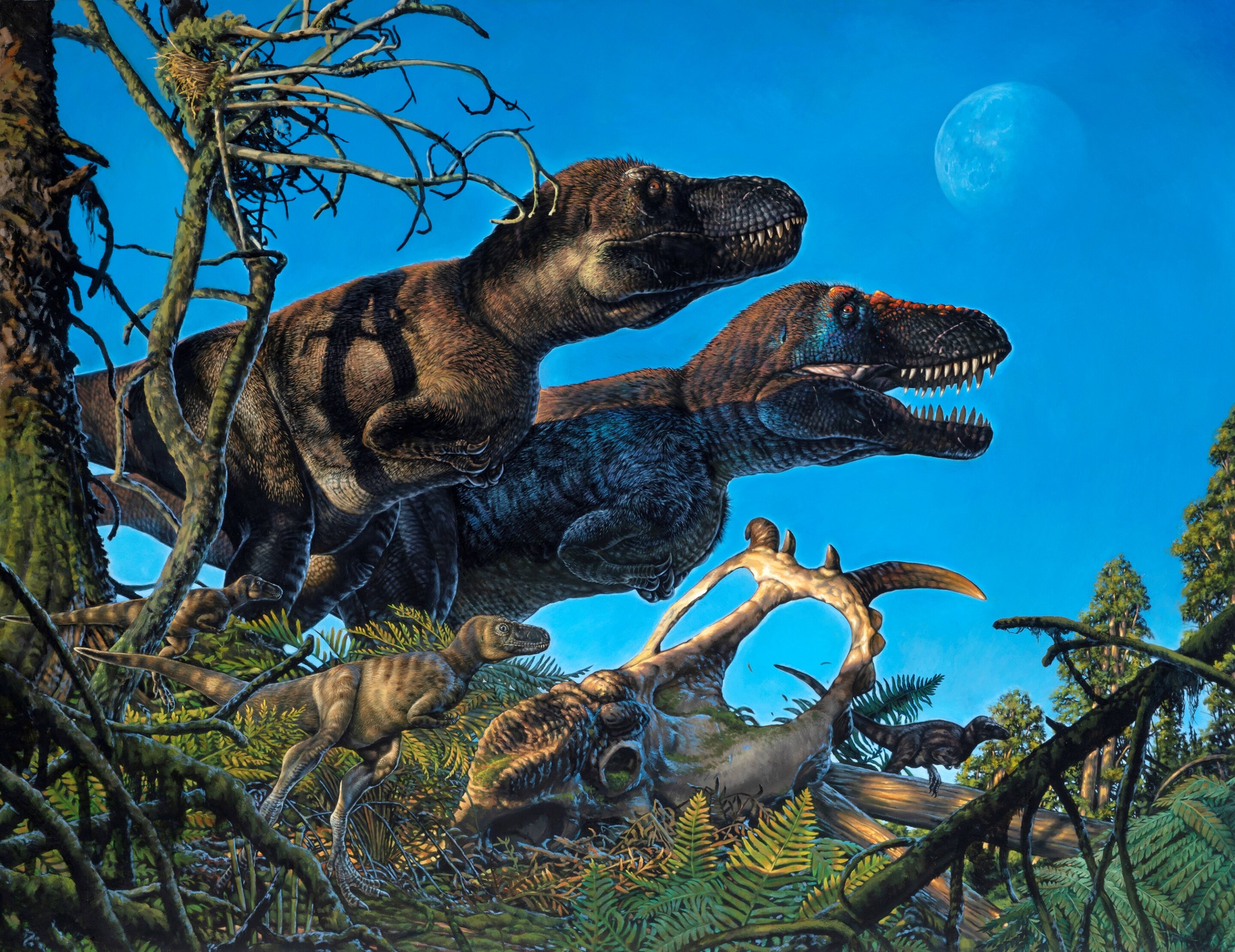 Динозавры жили миллионов лет назад. Нанукузавр. Nanuqsaurus hoglundi. ТАНУР динозавр хищник. Динозавры мелового периода.