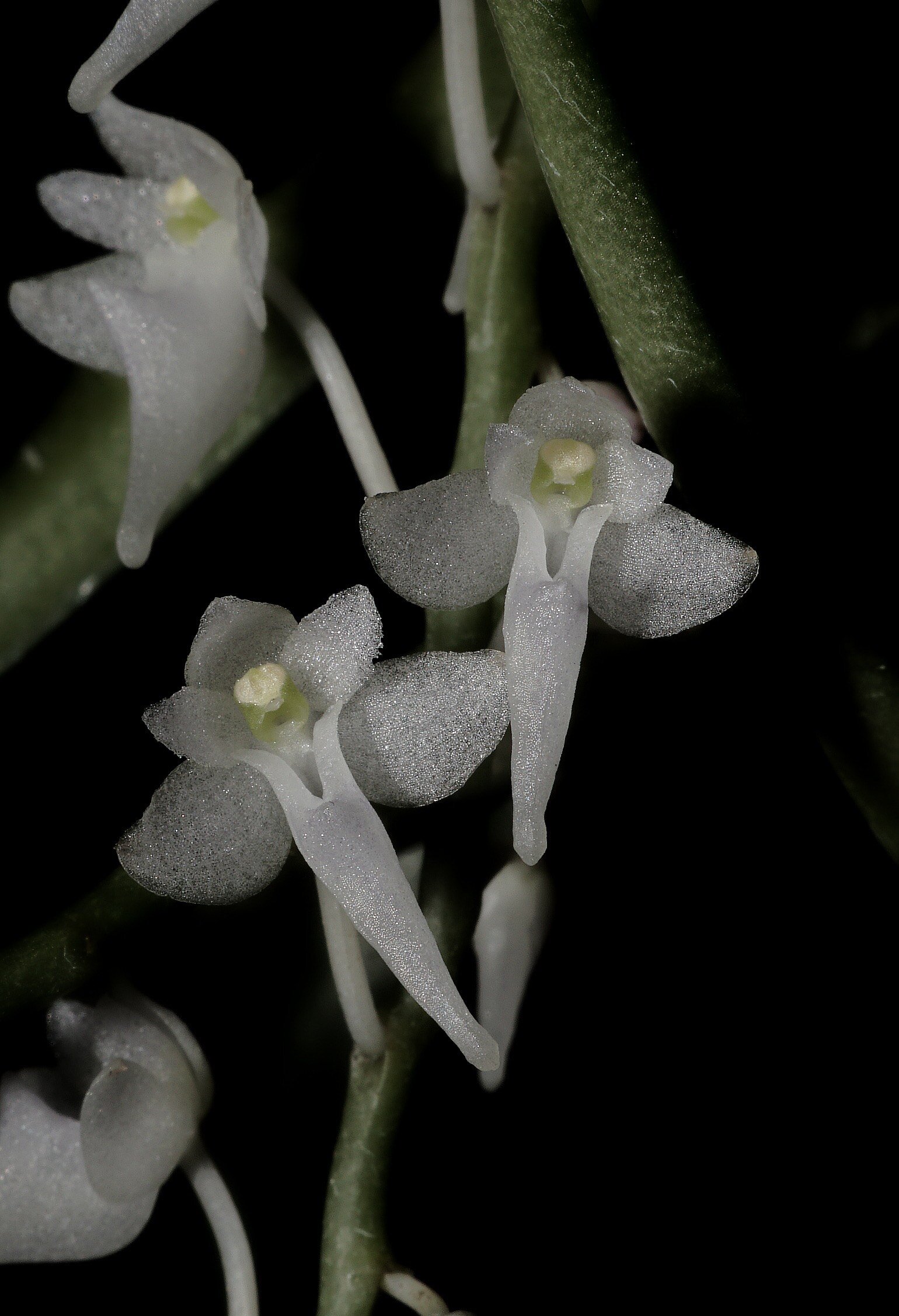 new epiphytic orchid s