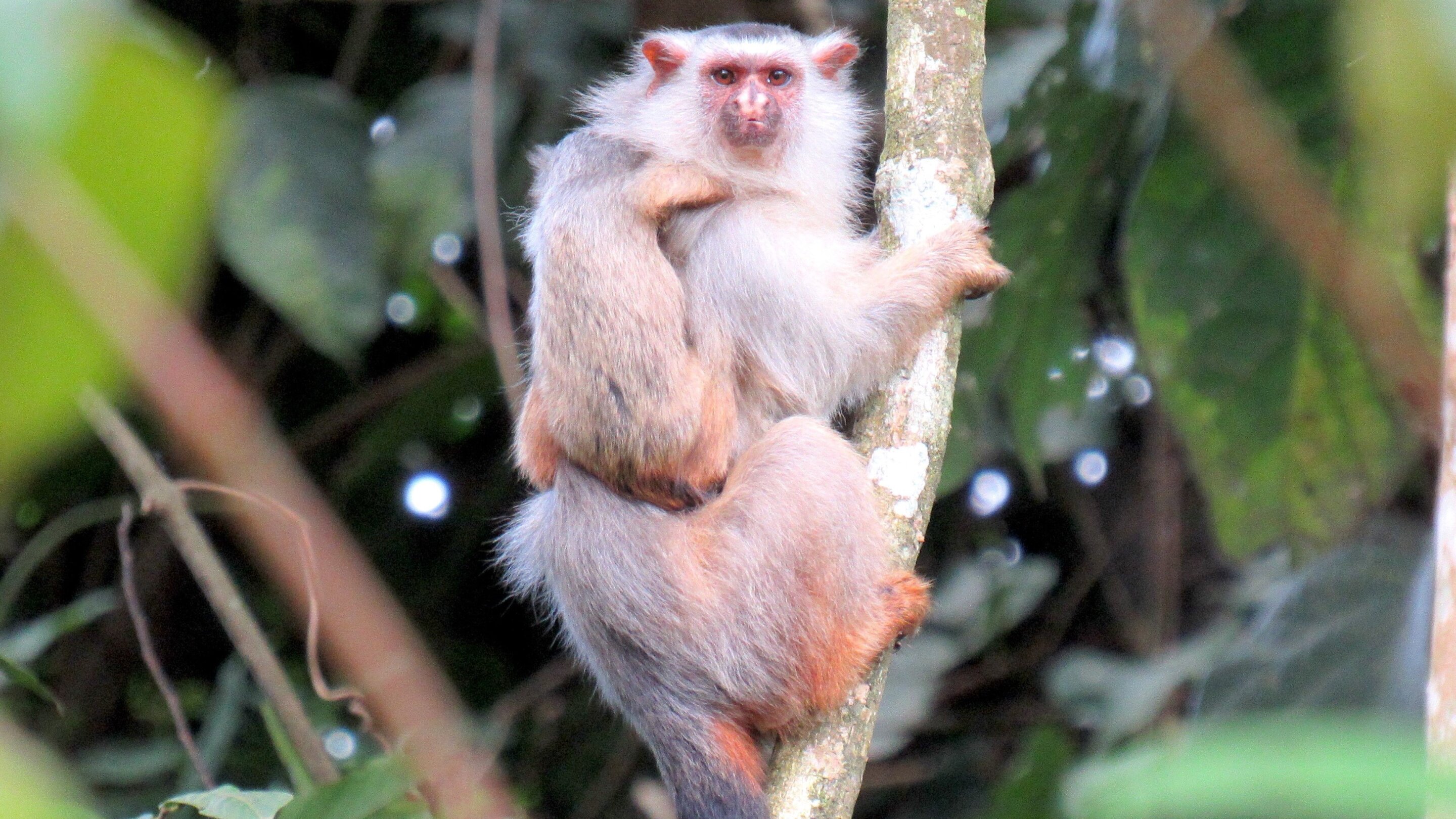 New marmoset species discovered in Brazilian Amazon