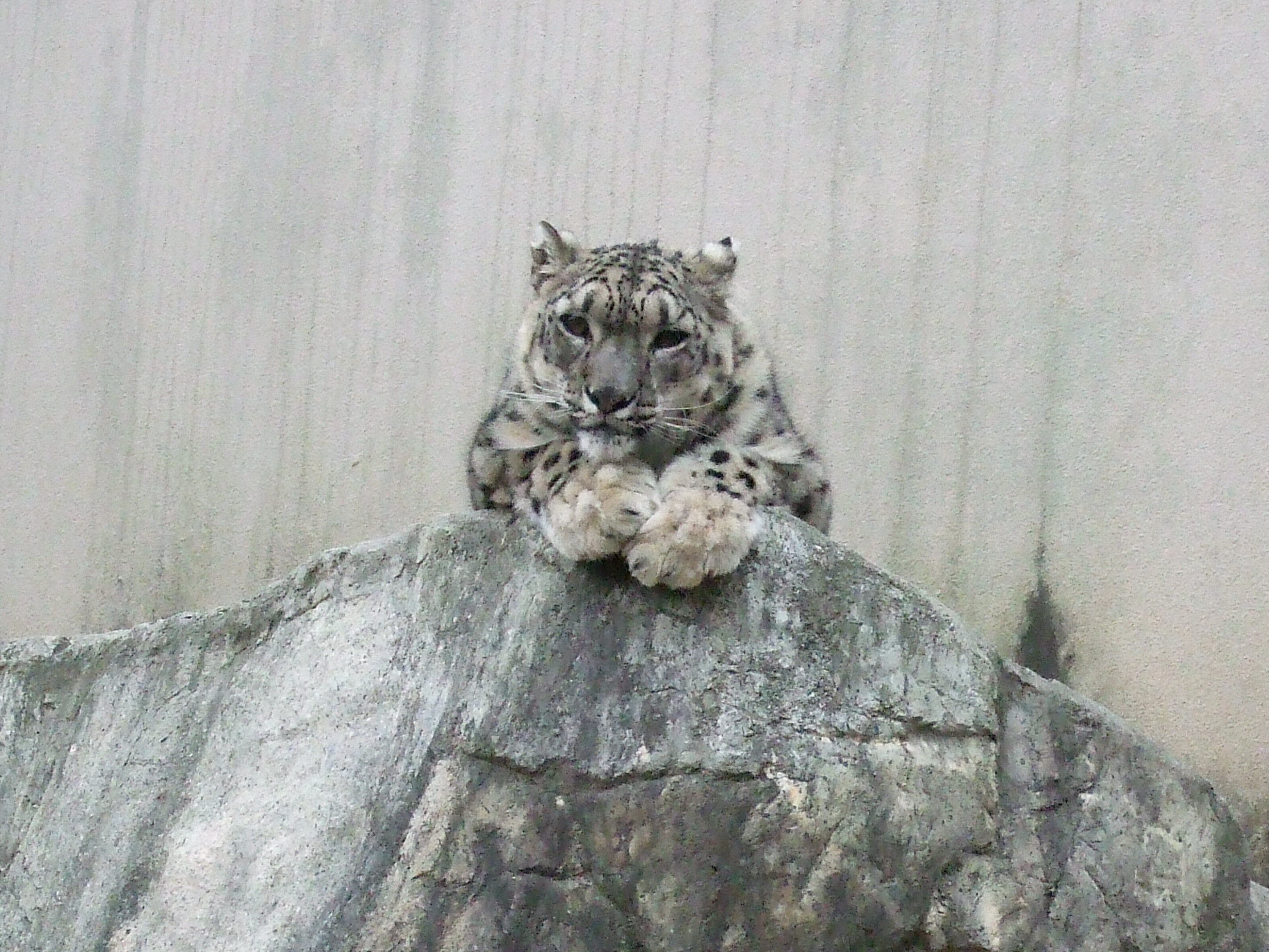 Snow leopard upgraded to 'vulnerable' status