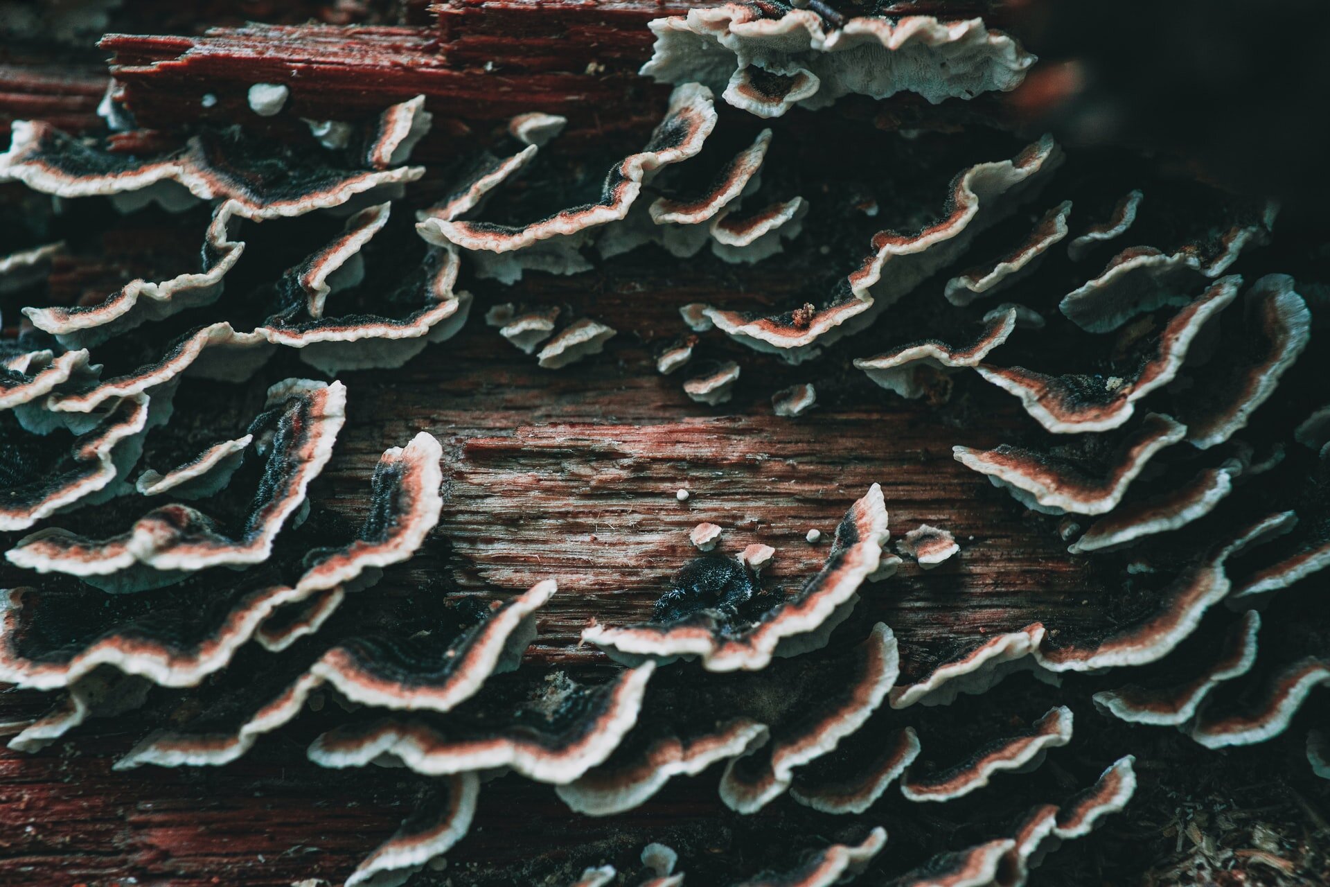 photo of New norms needed to name never-seen fungi image