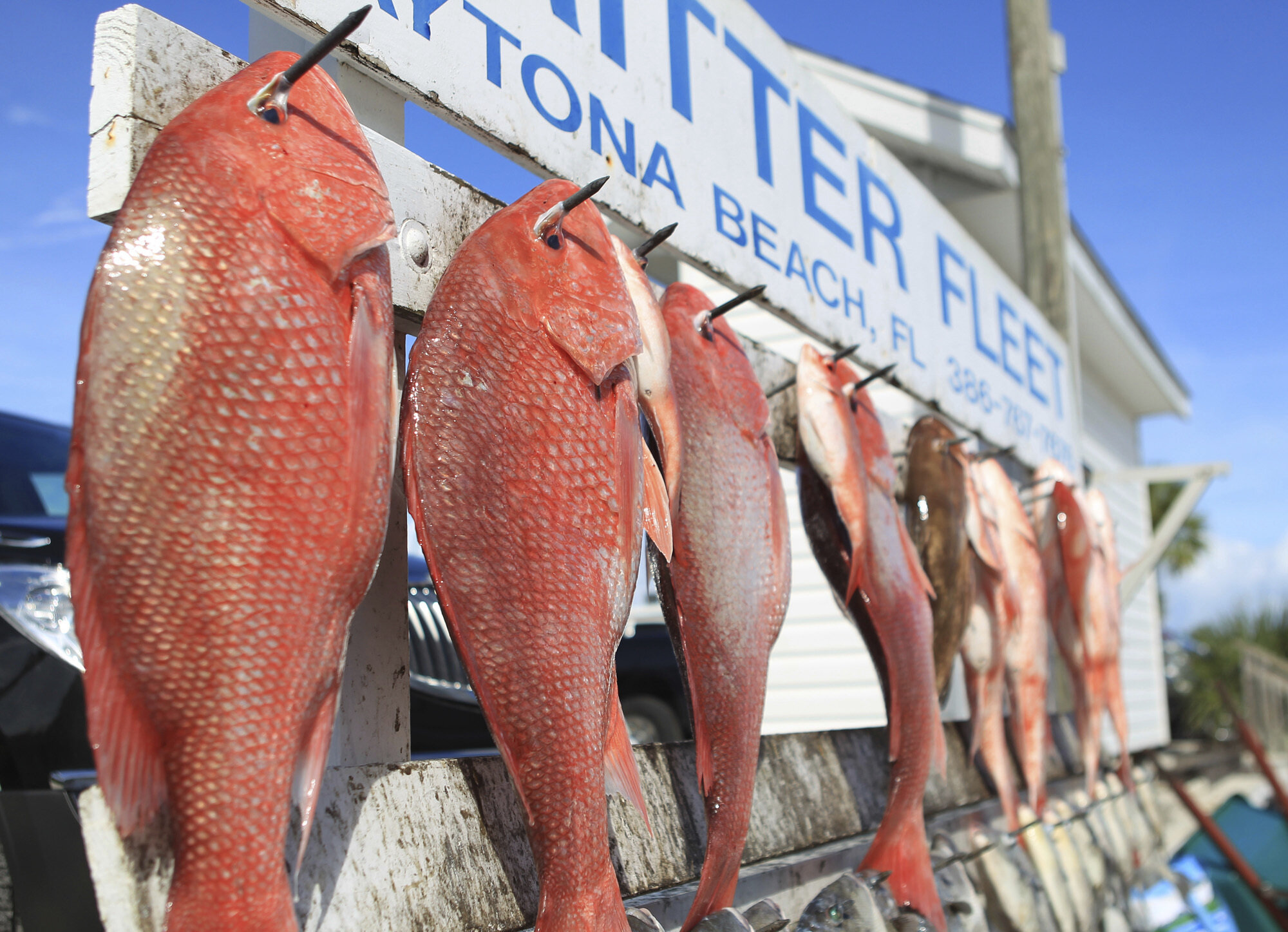 New study triples estimate of red snapper in Gulf of Mexico