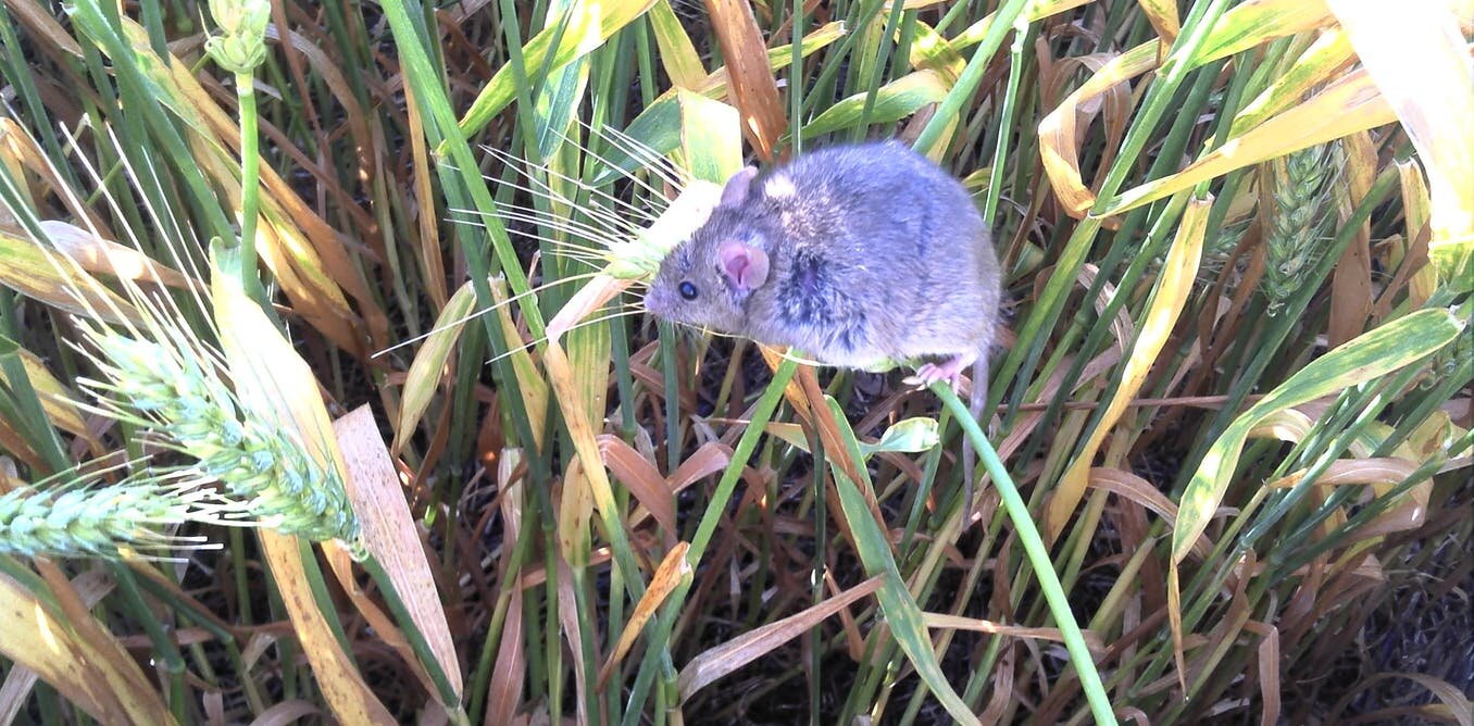 No one ever forgets living through a mouse plague': The dystopia facing  Australian rural communities