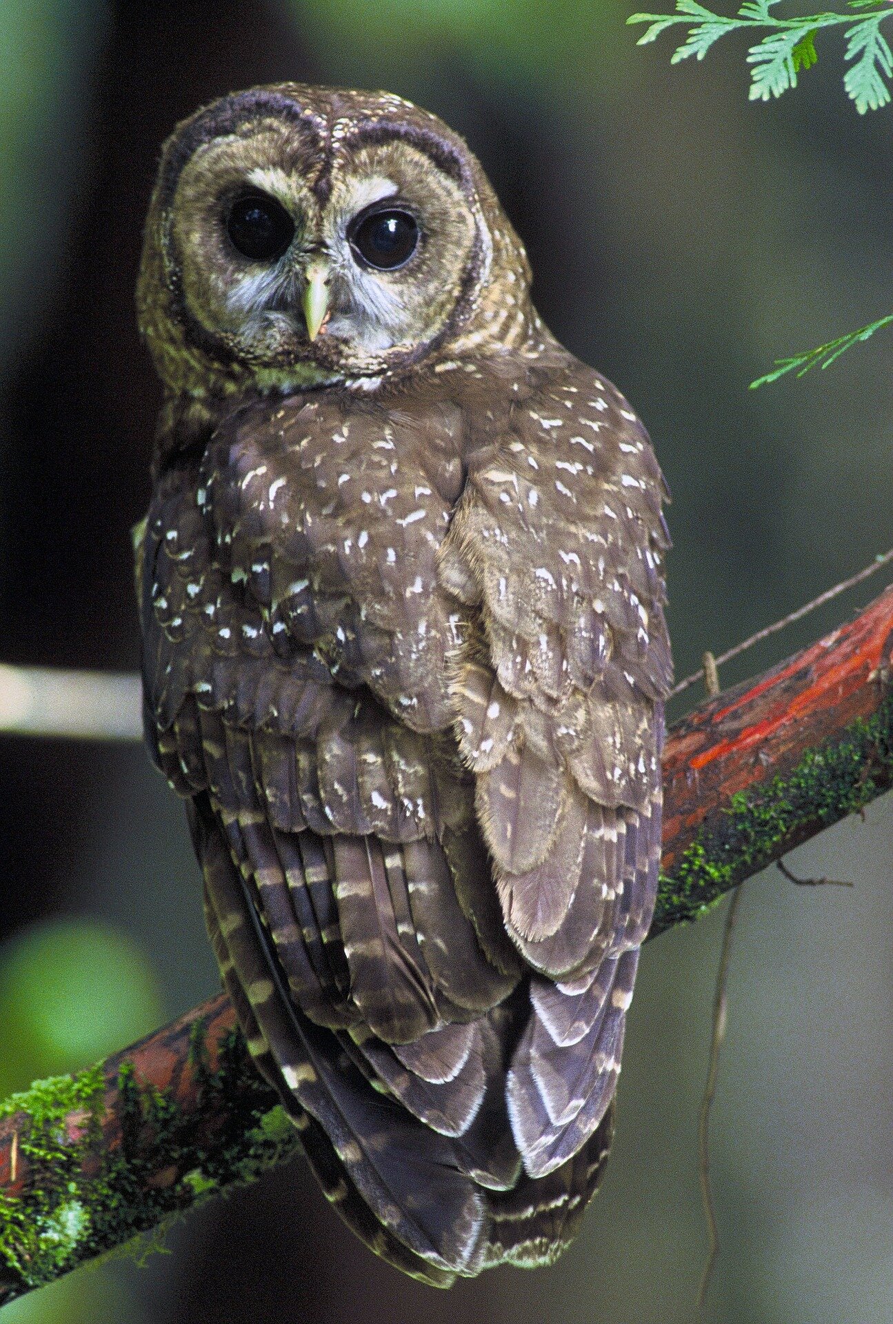 #Kill barred owls so spotted owls can live? Wildlife service should put plan on hold say conservation groups