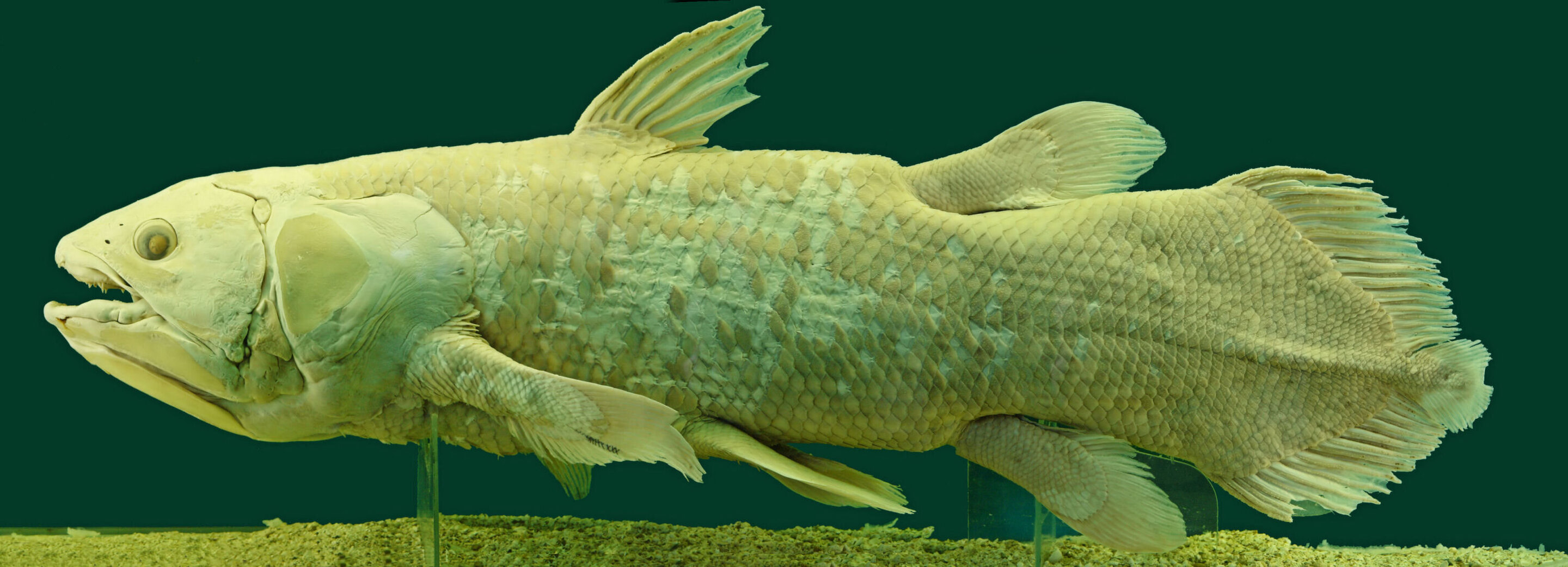 Not a living fossil: How the Coelacanth recently evolved dozens of