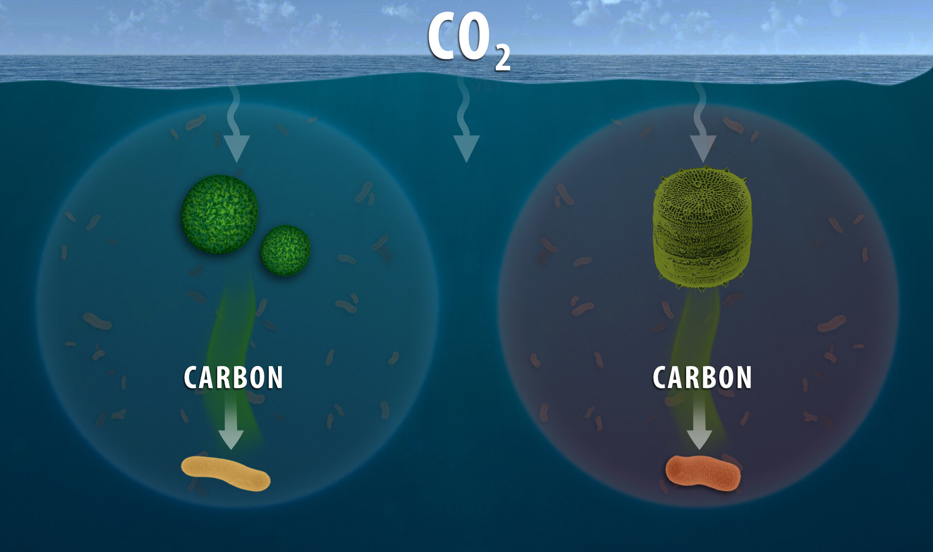 Microbiology researchers further understanding of ocean's role in carbon cycling