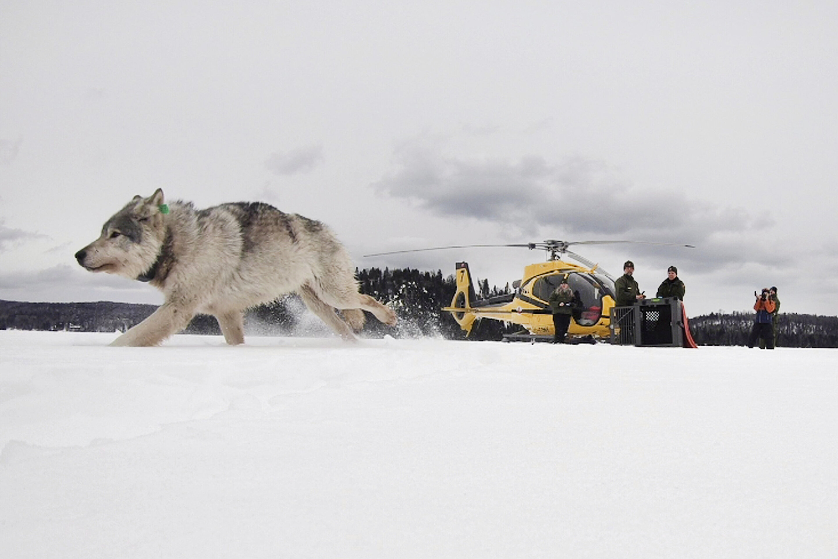 photo of Pandemic interrupts longtime Isle Royale wolf, moose study image