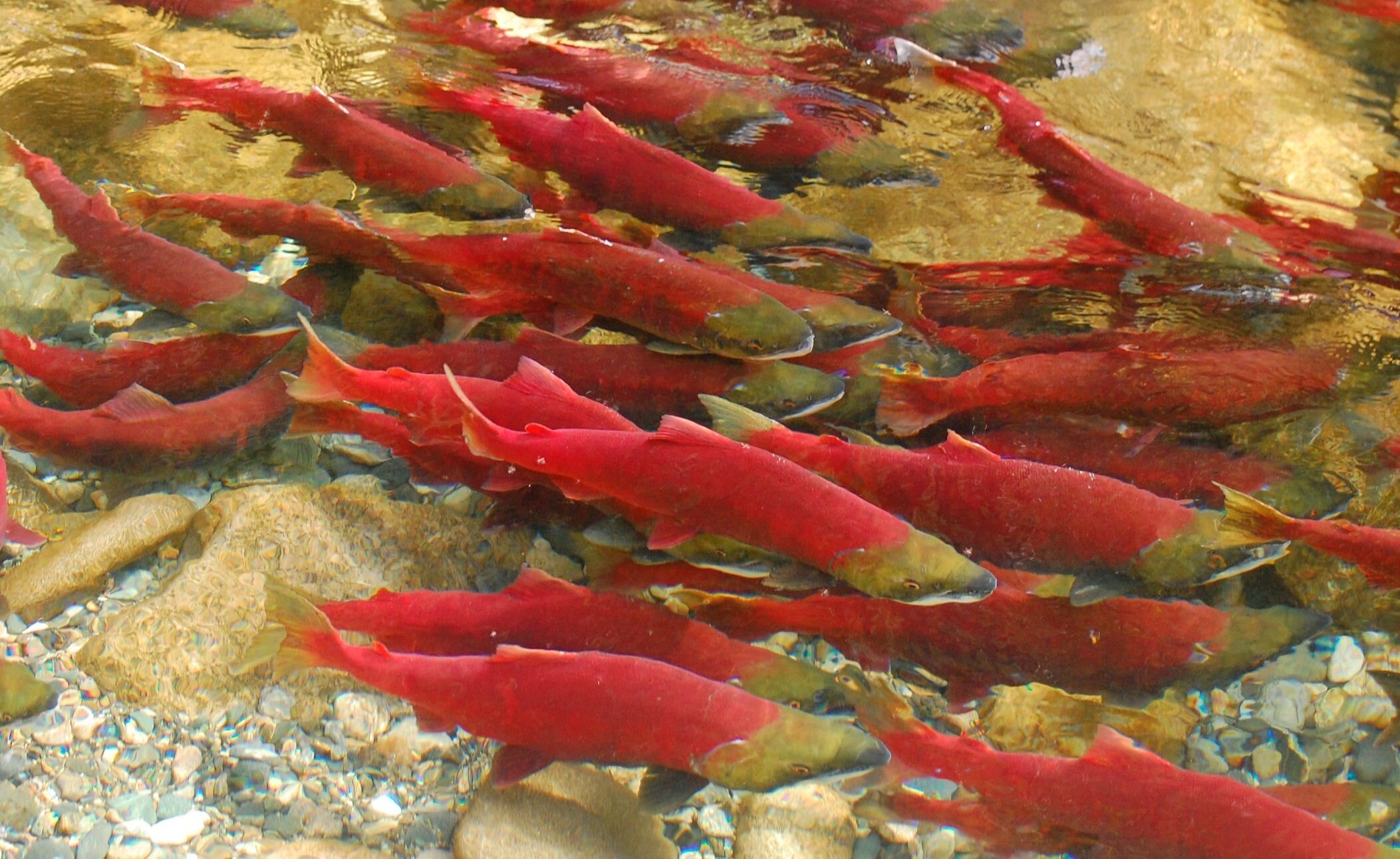 Physical fitness of wild Pacific sockeye salmon unaffected by
