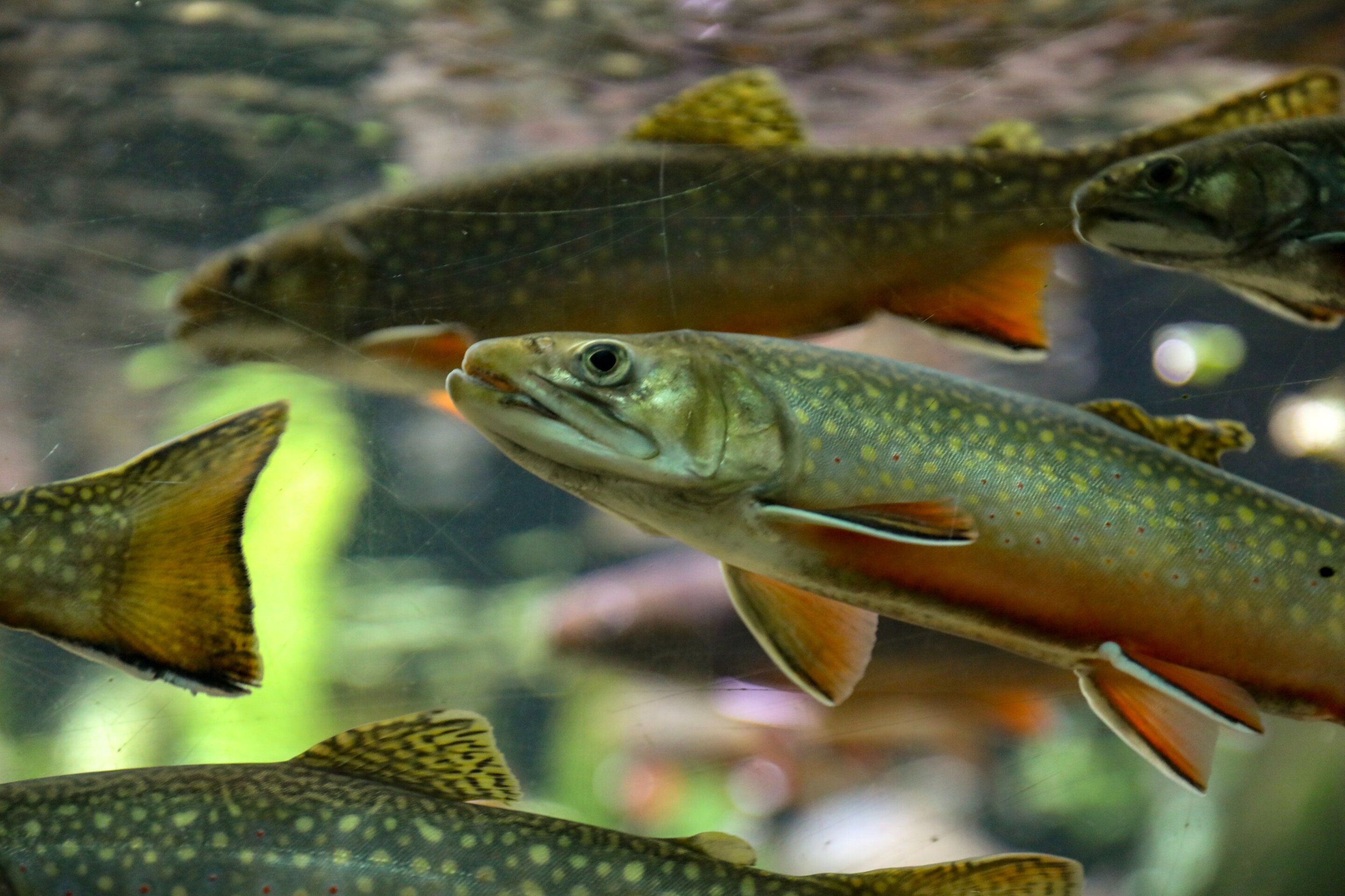 The Cutthroat Trout - Men's Fishing Ring 11