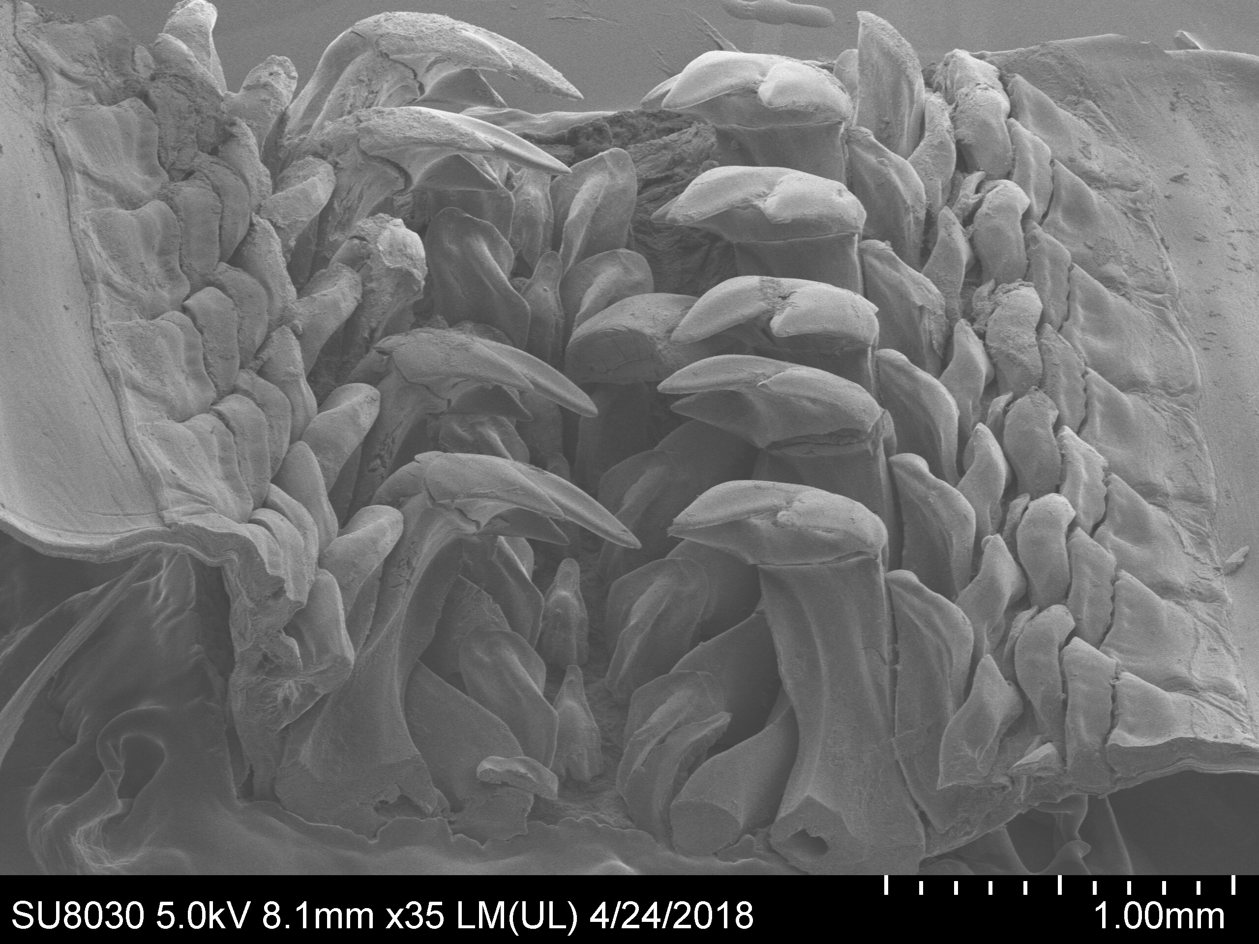 Photo of Minéral de roche de fer rare trouvé dans les dents de mollusque