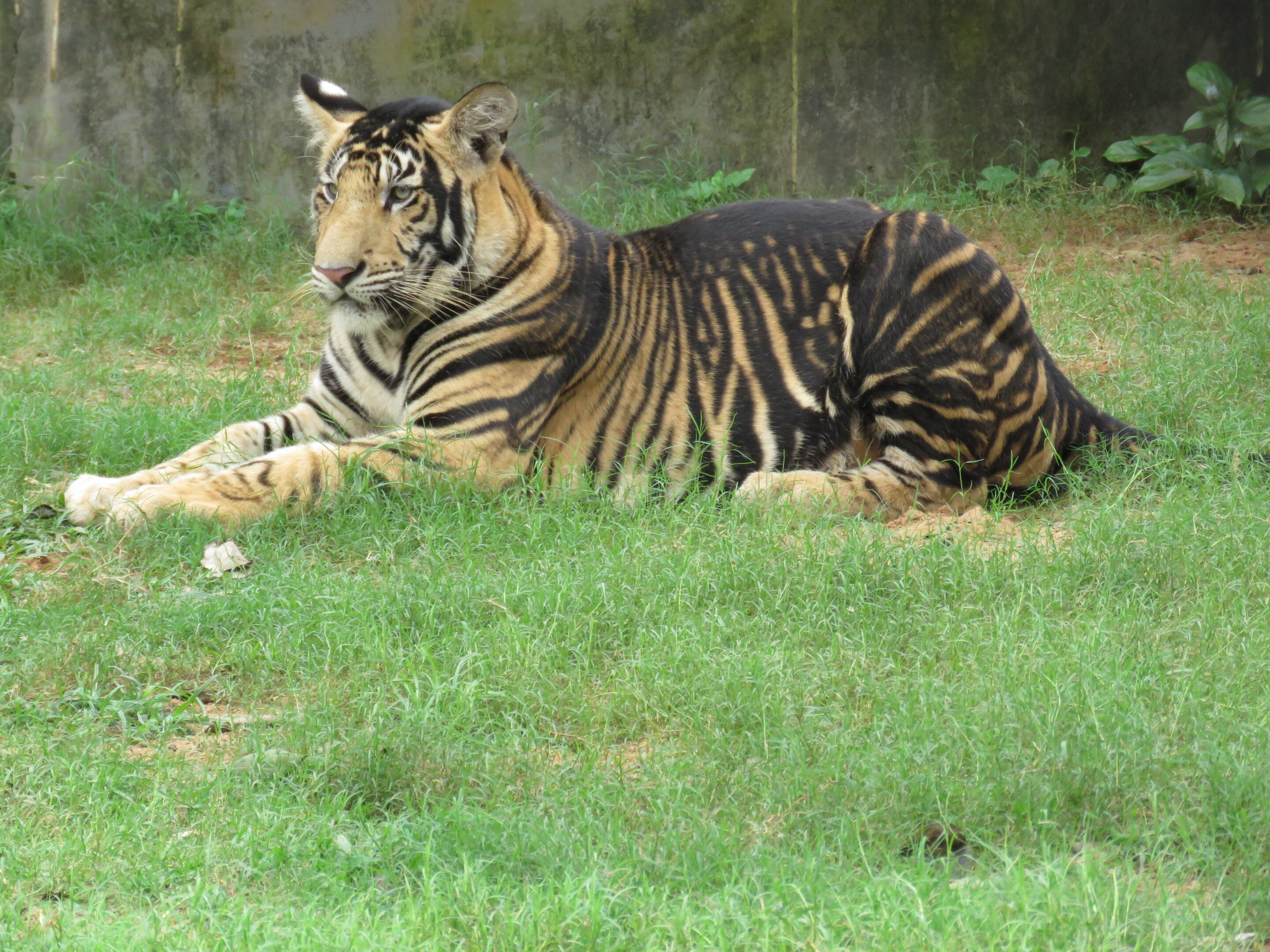 Why is it that no two tigers have the same stripes? - Quora