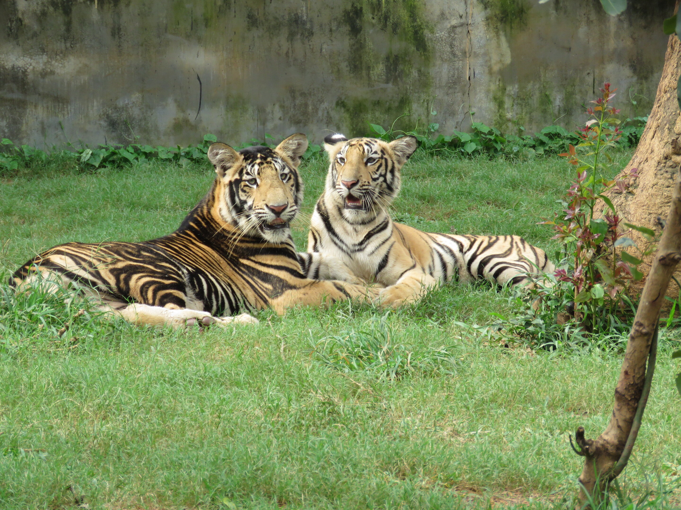 Rare phenotype in isolated tiger population explains dark wide stripes