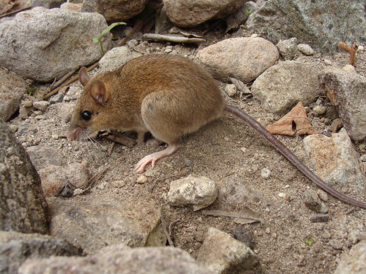 Rediscovery of the ‘extinct’ volcanic mouse Pinatubo