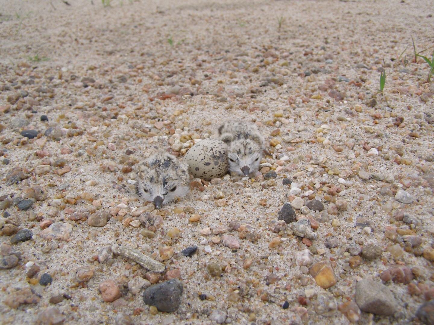photo of Regional habitat differences identified for threatened piping plovers on Atlantic coast image