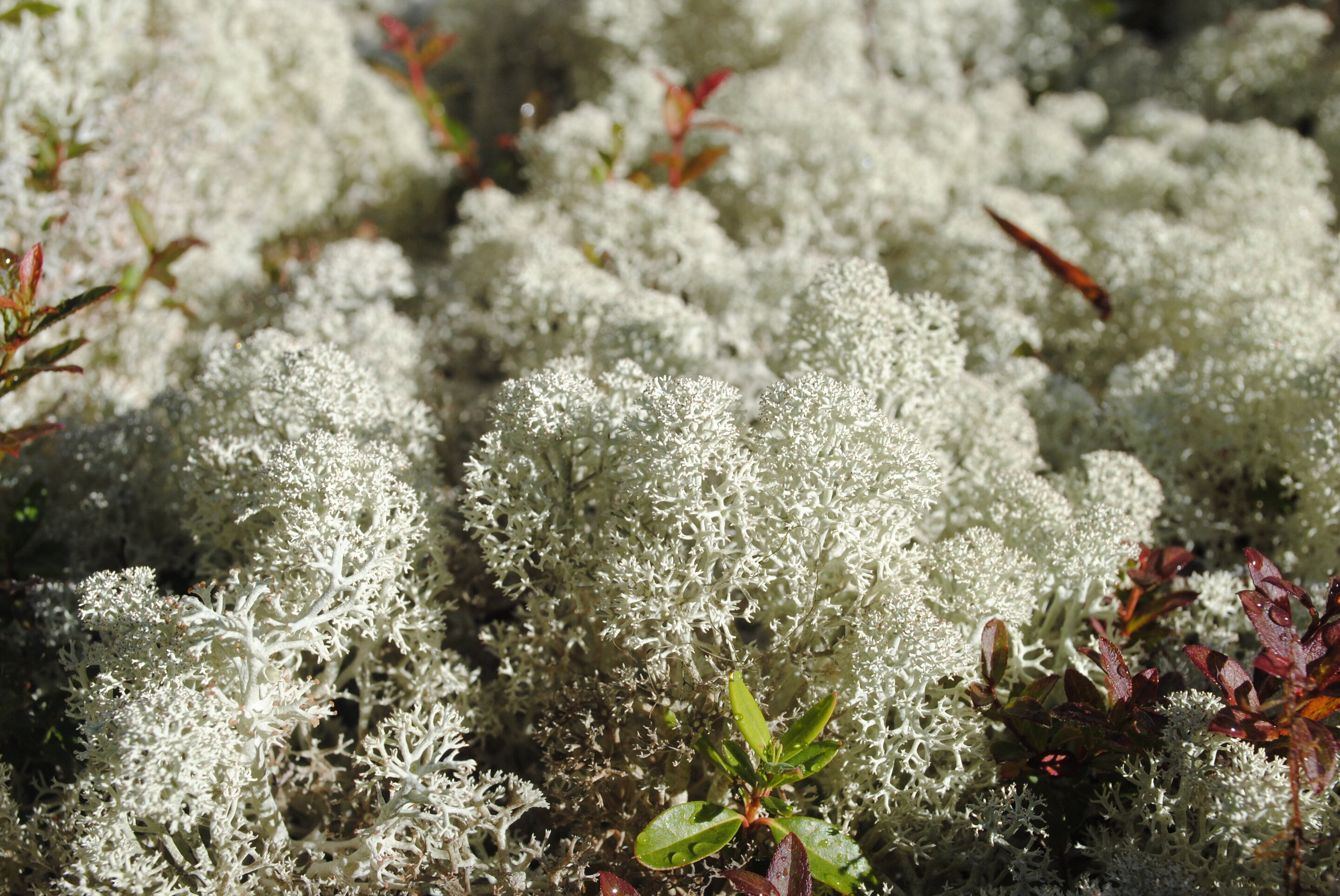 Reindeer moss has more sex than expected