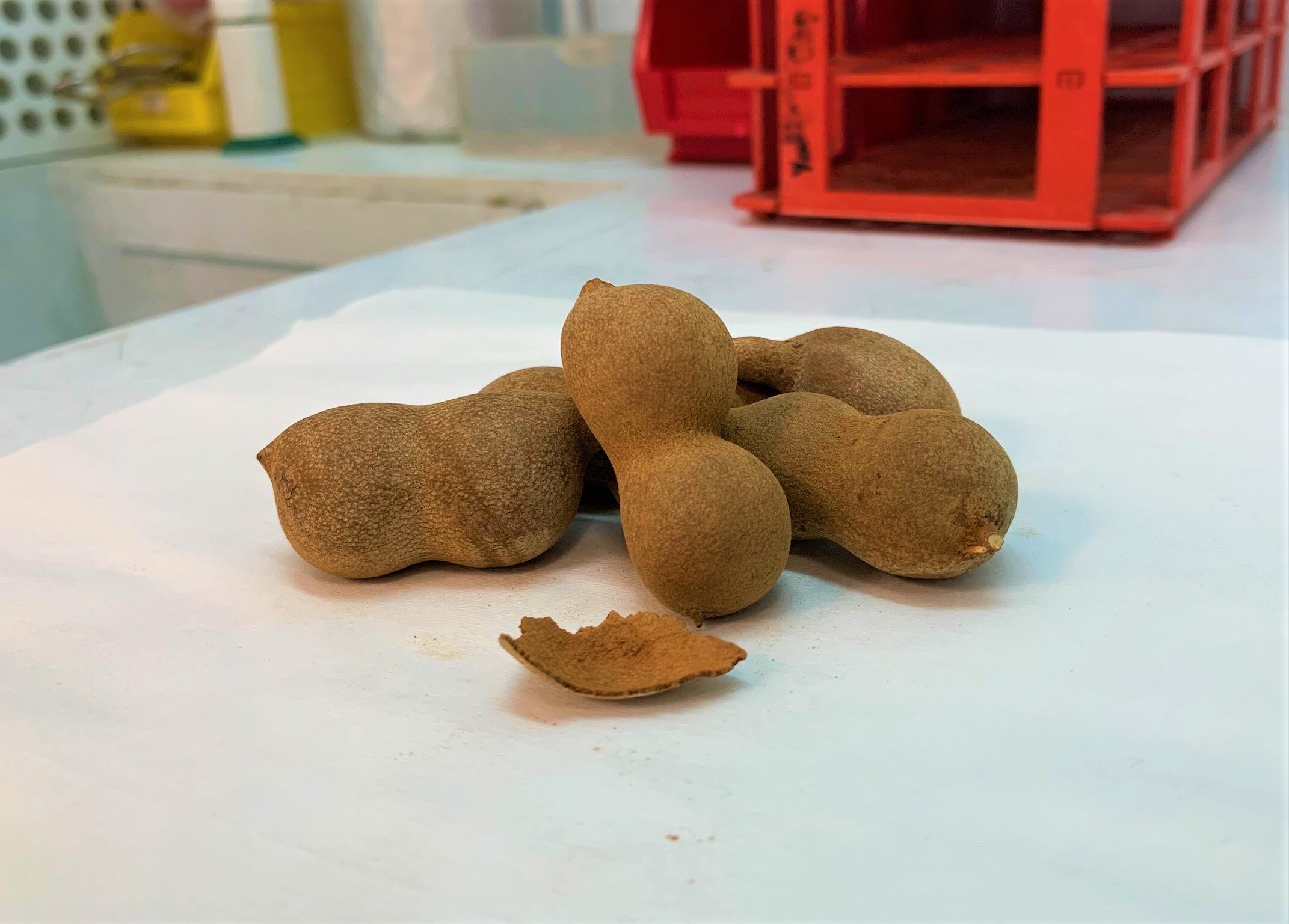 Researchers convert tamarind shells into an energy source for vehicles