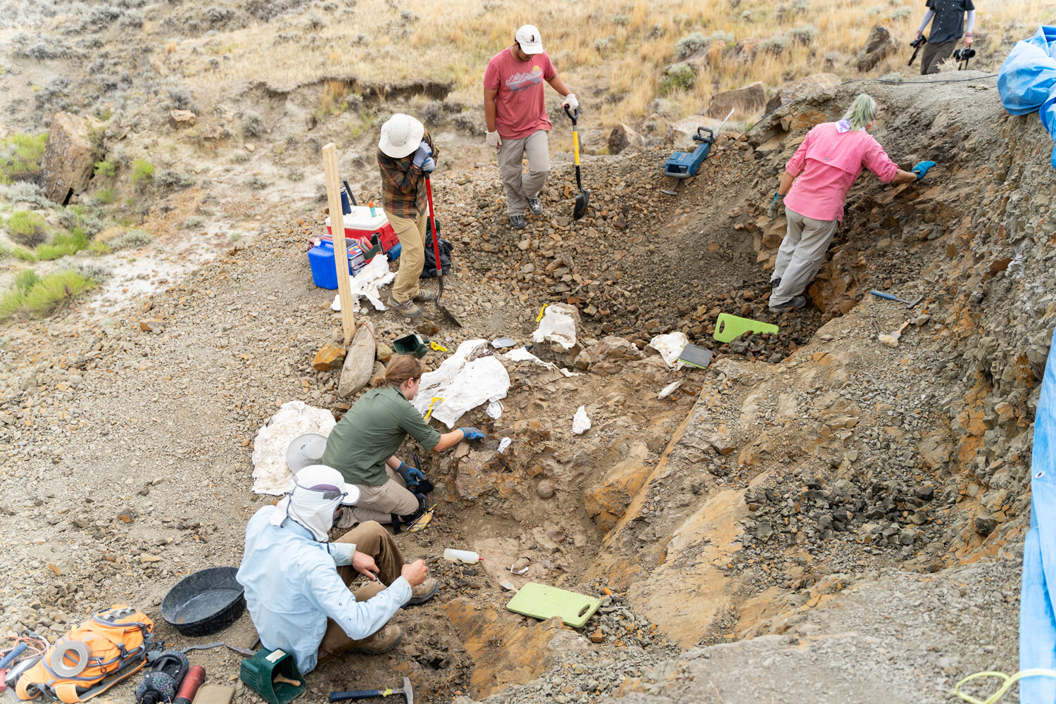 Researchers discover four dinosaurs in Montana picture