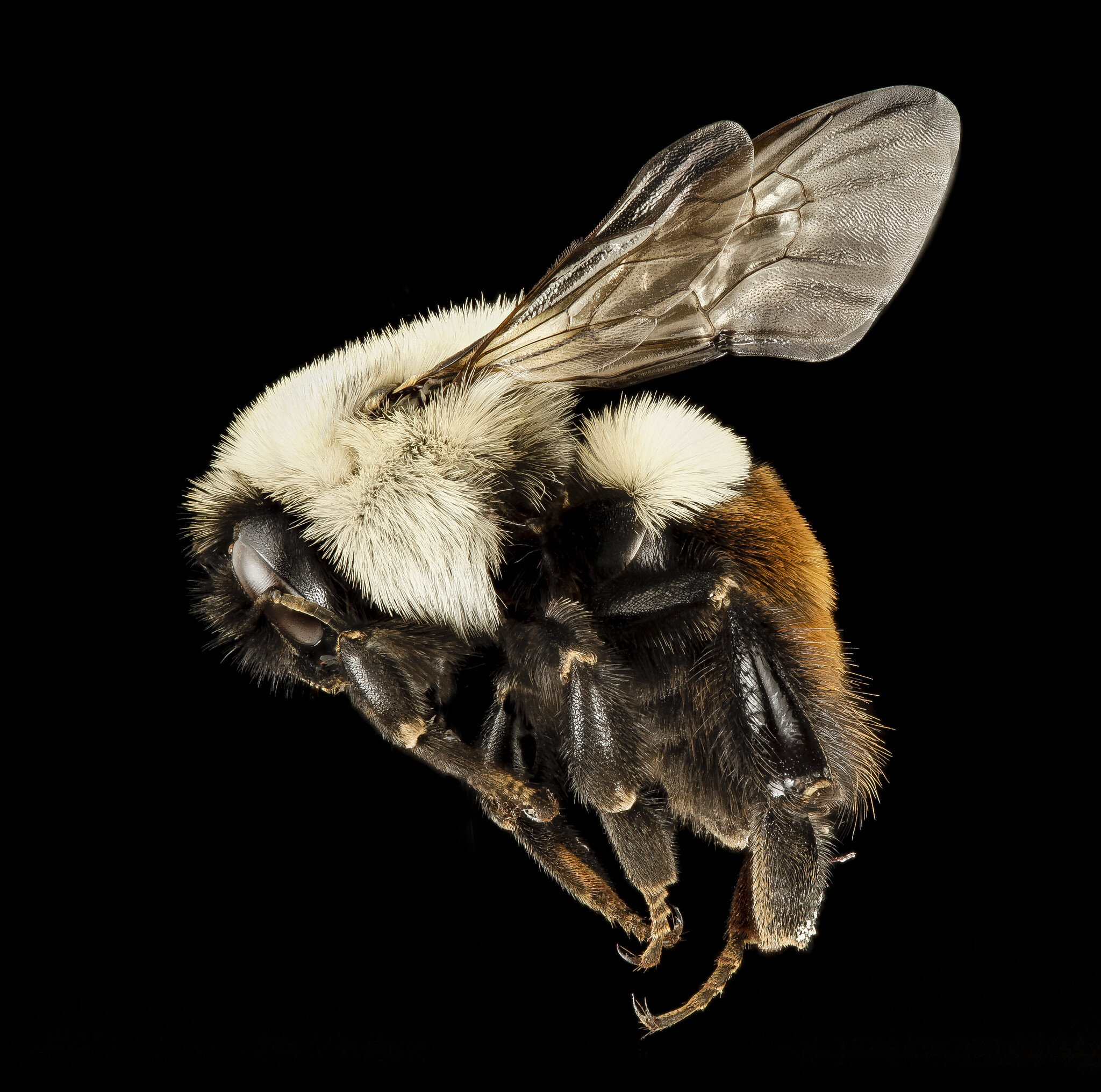 Rising temperatures overcook bumblebees' brunch