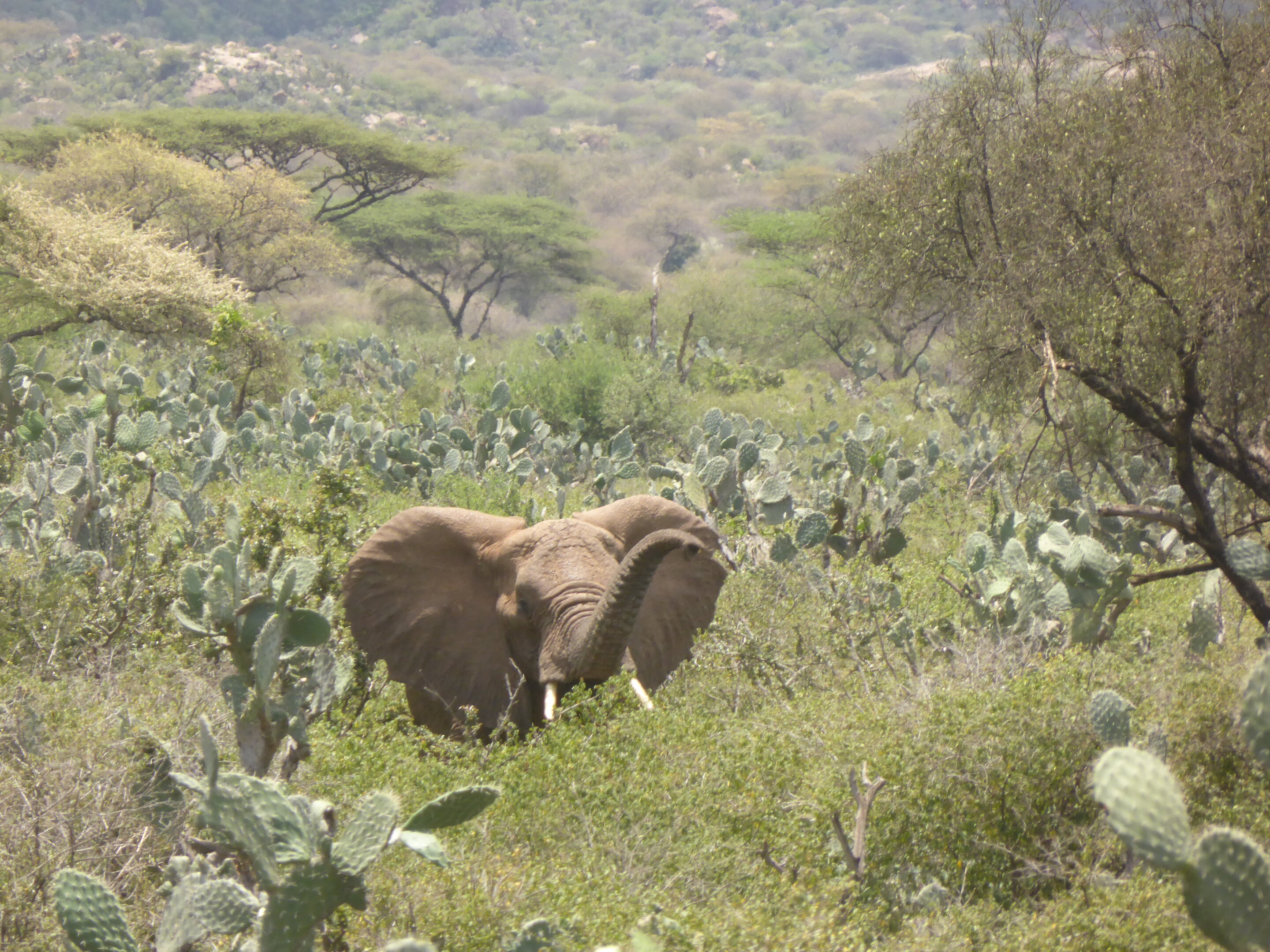 Satellites reveal Ethiopian elephants under threat, study shows ...
