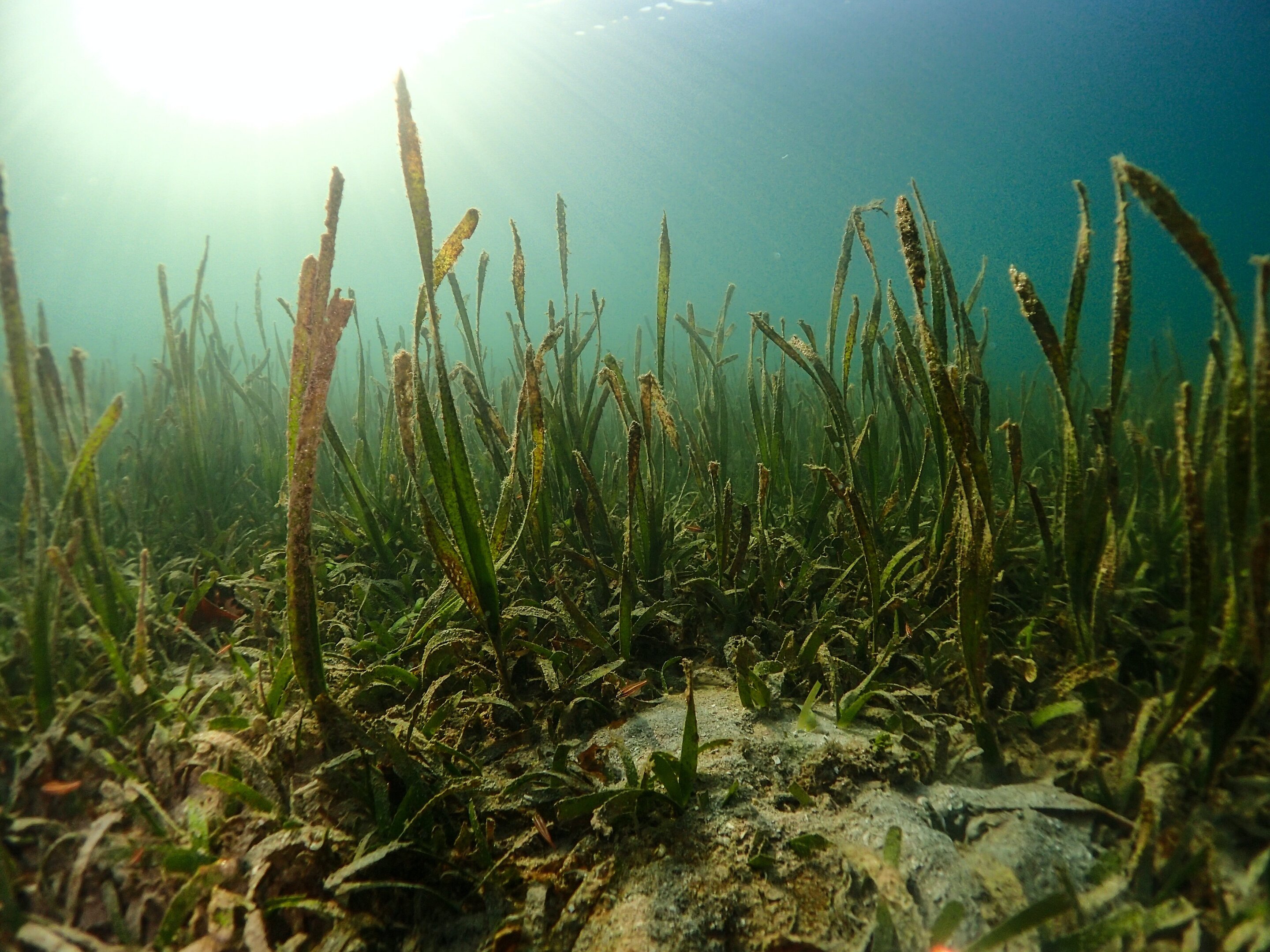 Caribbean seagrasses provide services worth $255B annually, including ...