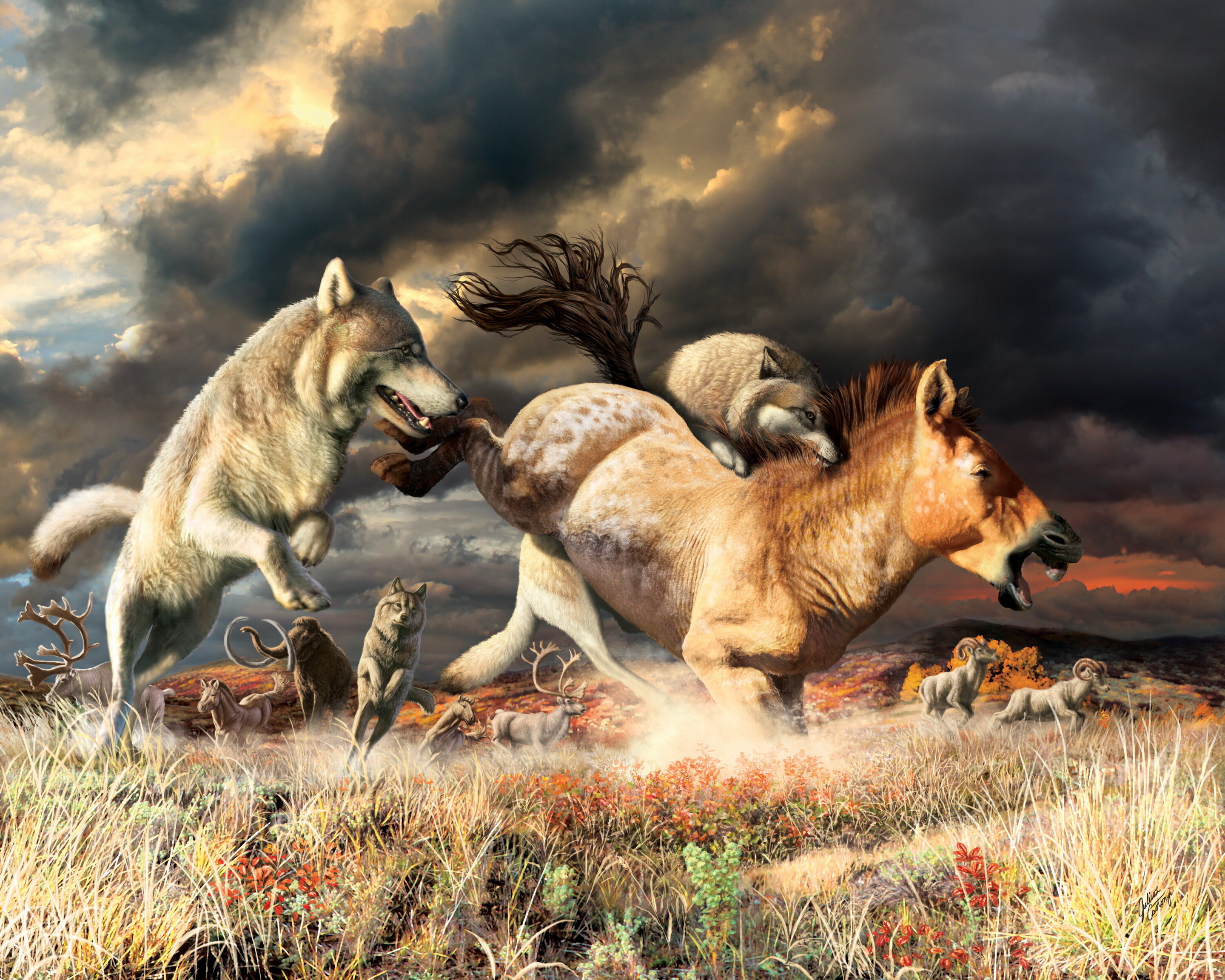 Change in diet allowed gray wolves to survive the extinction of the ice age