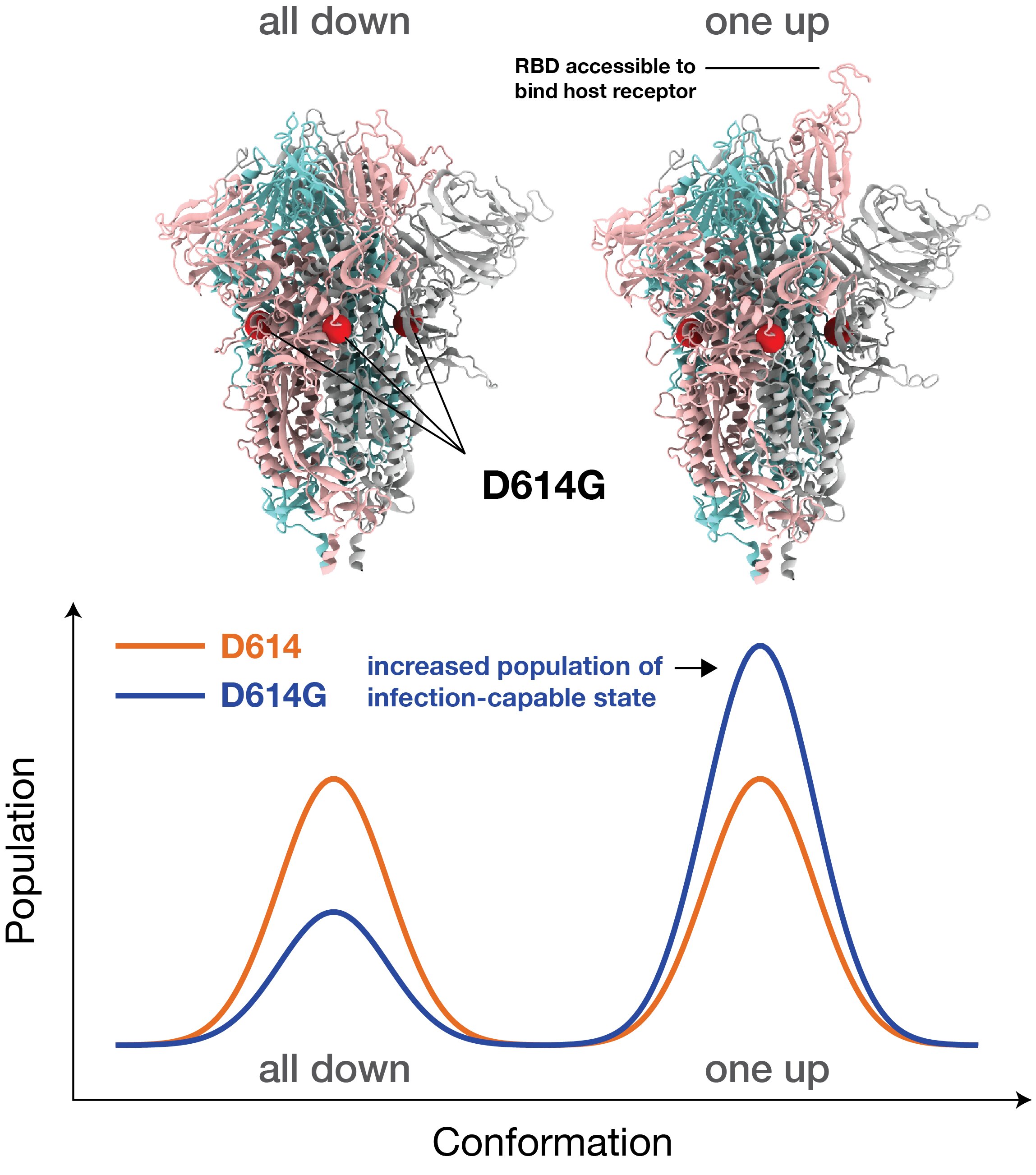 Simulations reveal that the dominant strain of SARS-CoV-2 binds to the host, is subject to antibodies