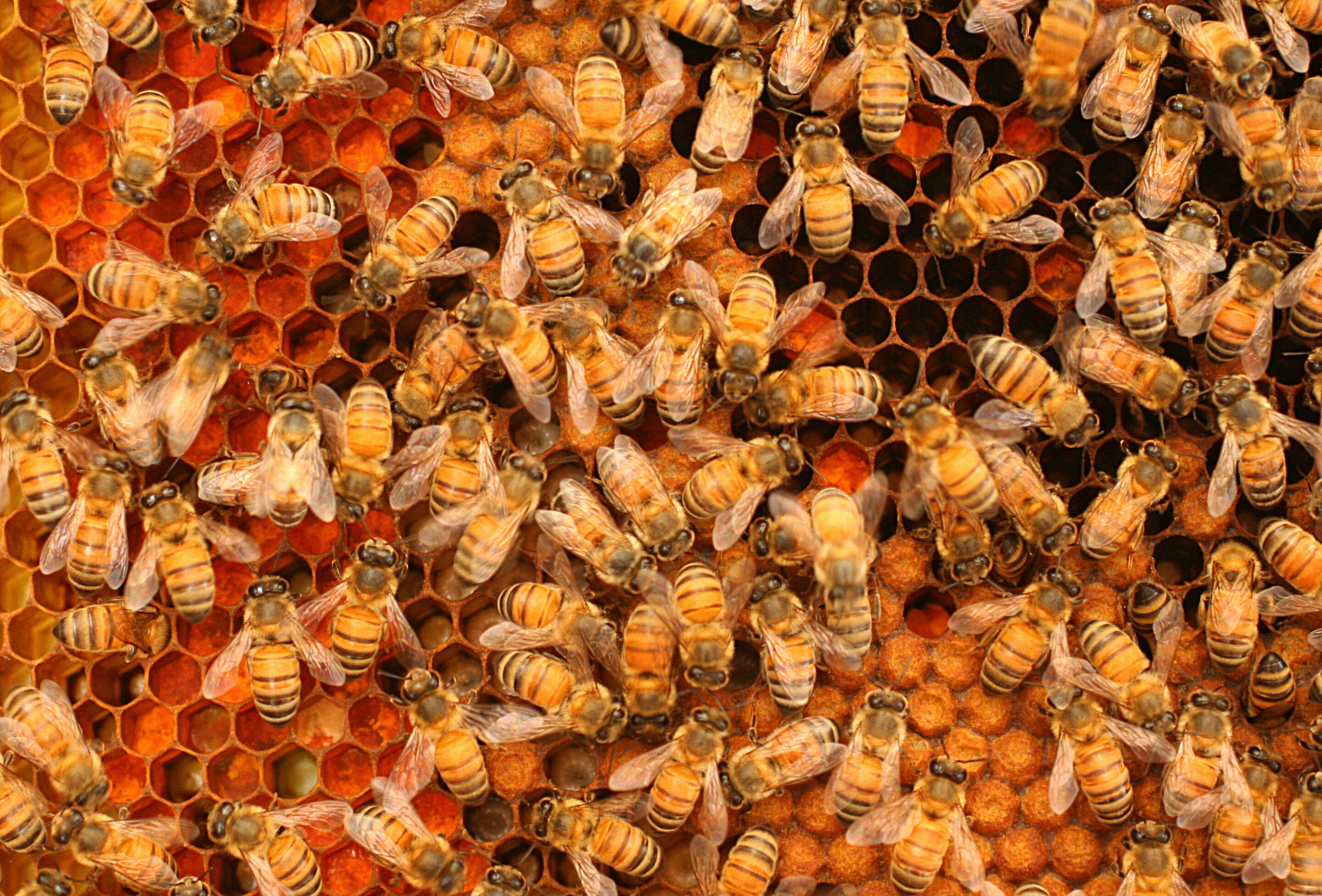 Size matters for bee 'superorganism' colonies