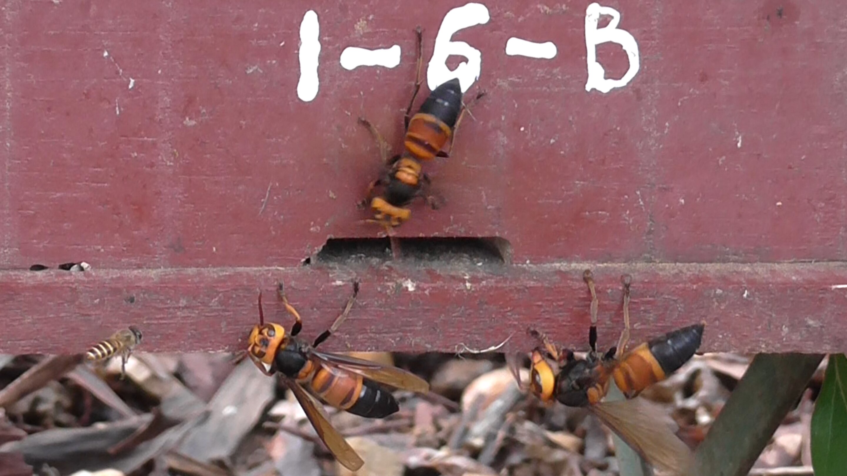 Sounding the alarm: How honey bees alert their hive to attacks by giant 'murder' hornets