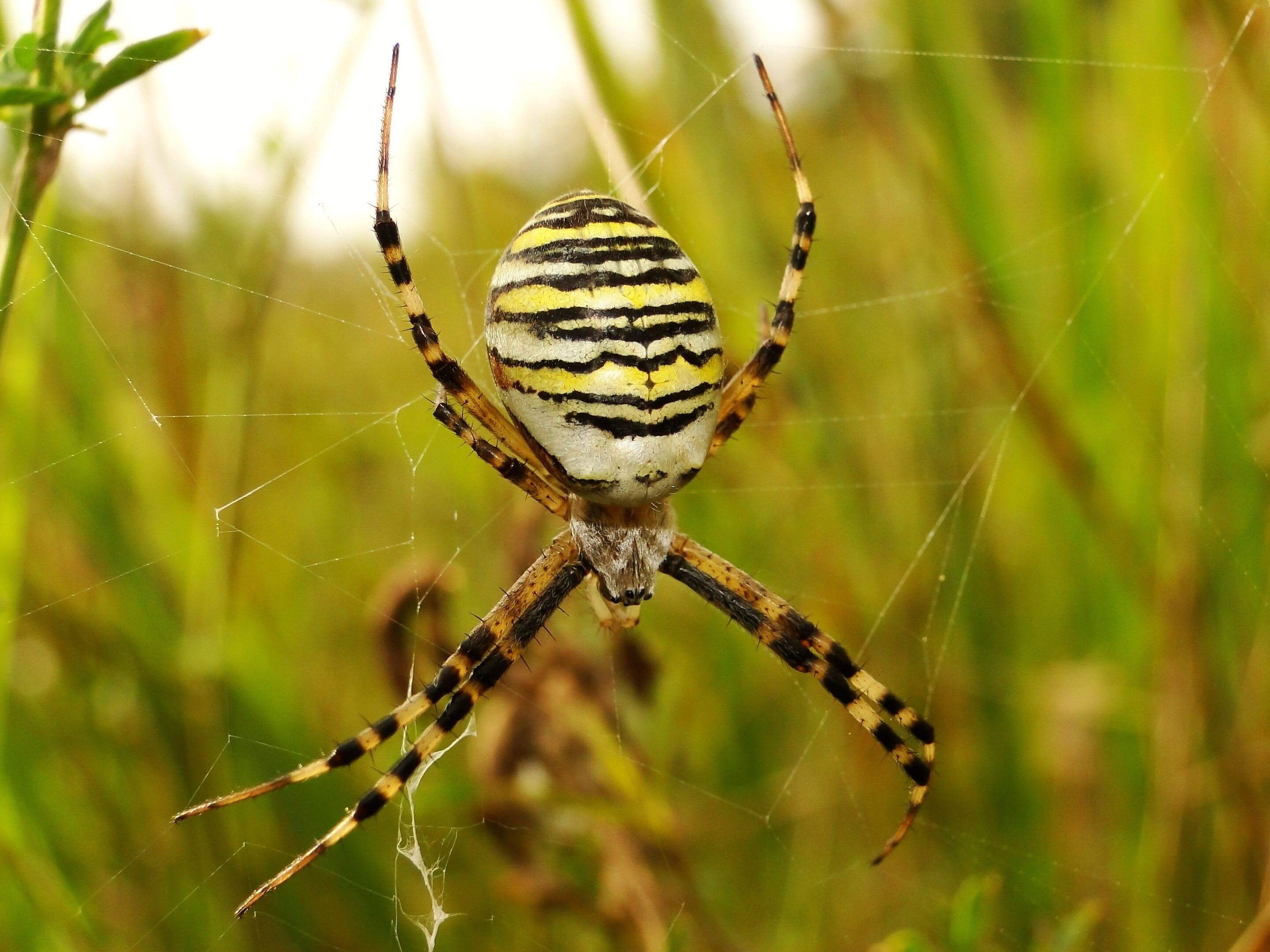 Spiders use prestressed silk to take prey off the ground