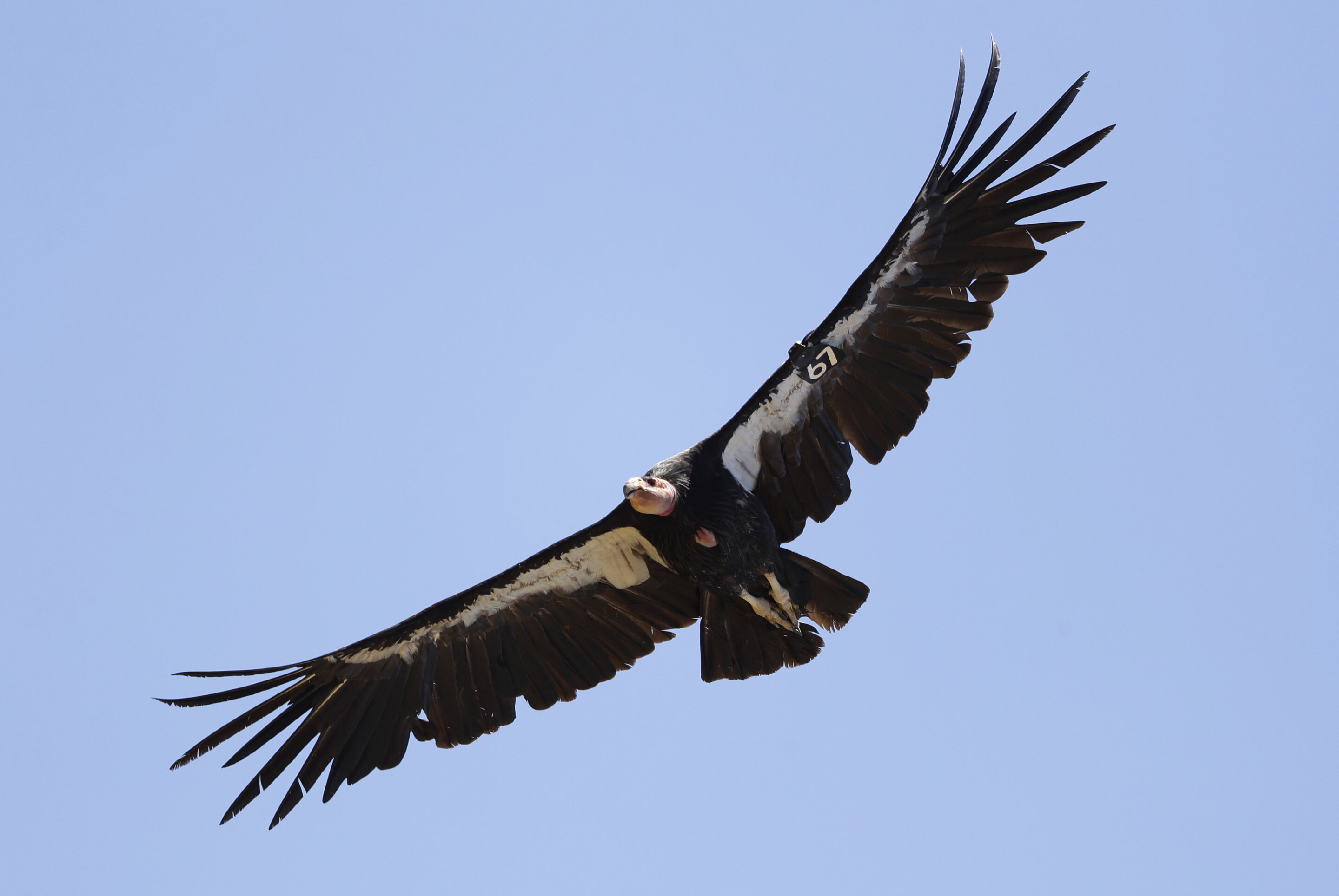Study finds California condors can have 'virgin births'