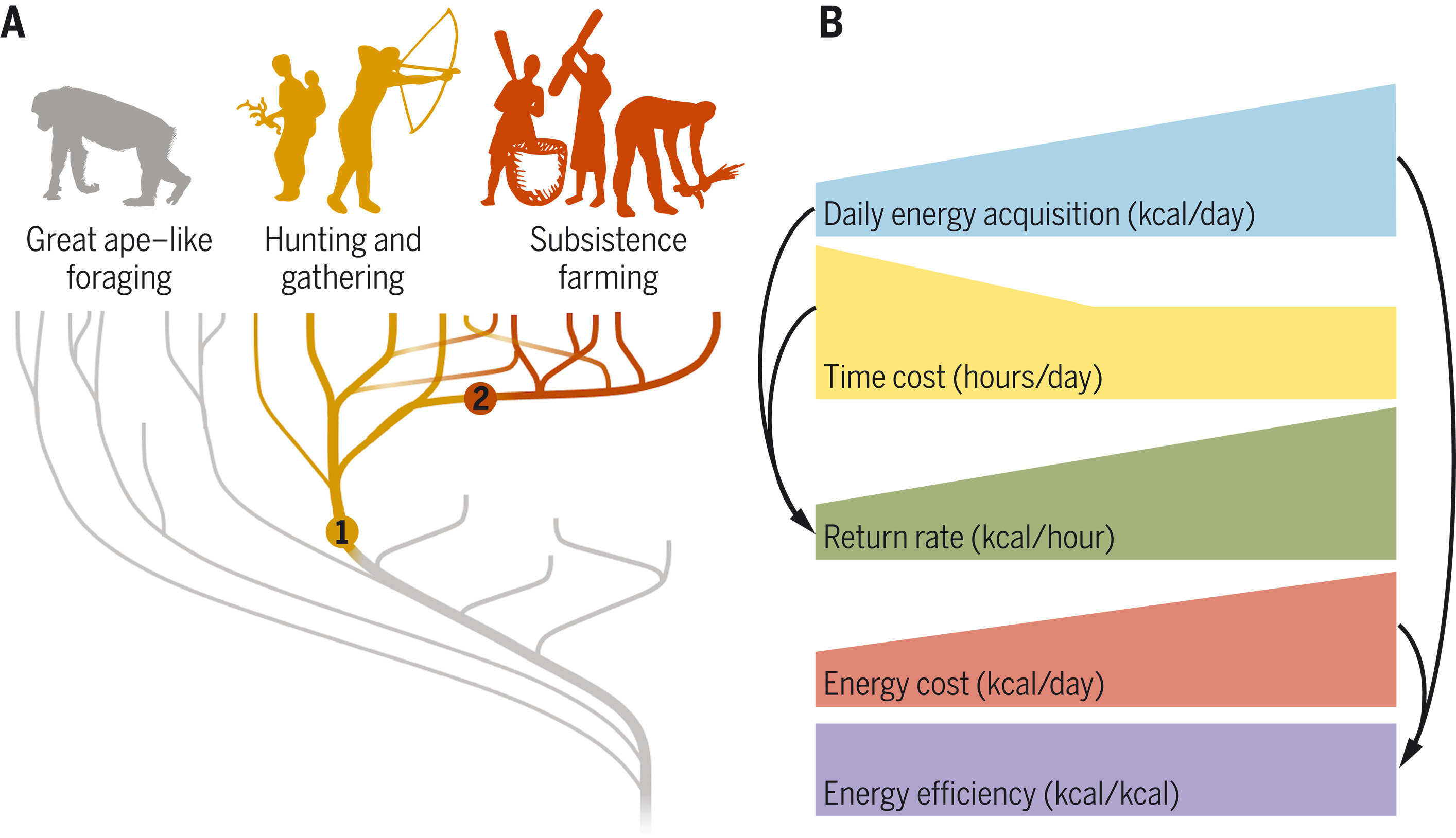 Early humans gained energy budget by increasing rate of energy acquisition, not ..