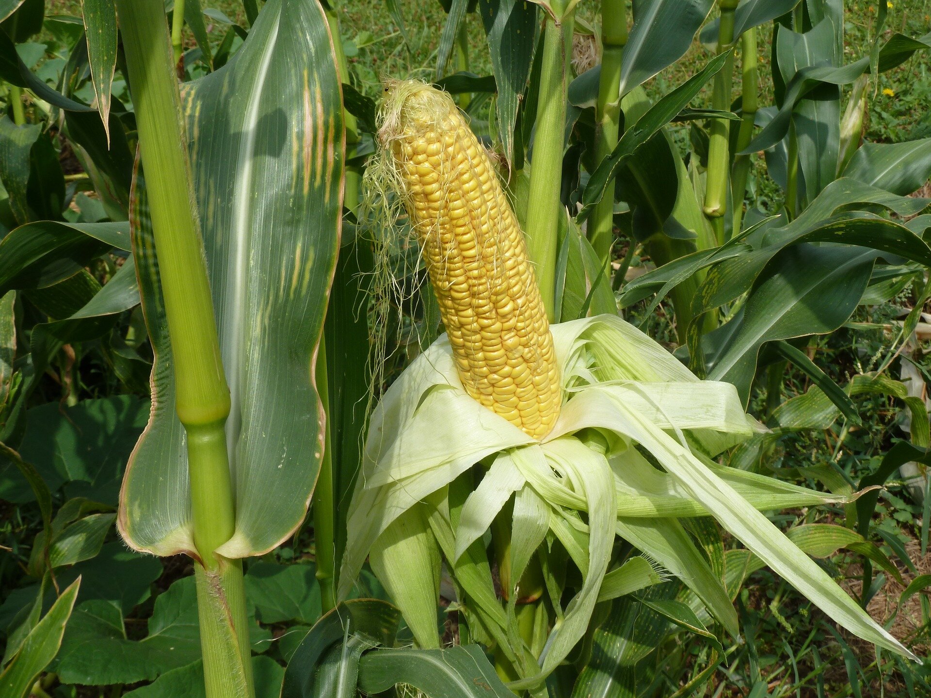 Sweet corn yield gain over 80 years leaves room for improvement, according to st..