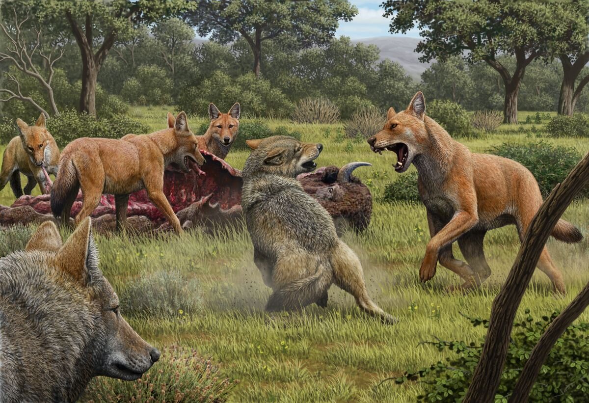 The horrible wolf was a distinct species, unlike the gray wolf, biologists discovered