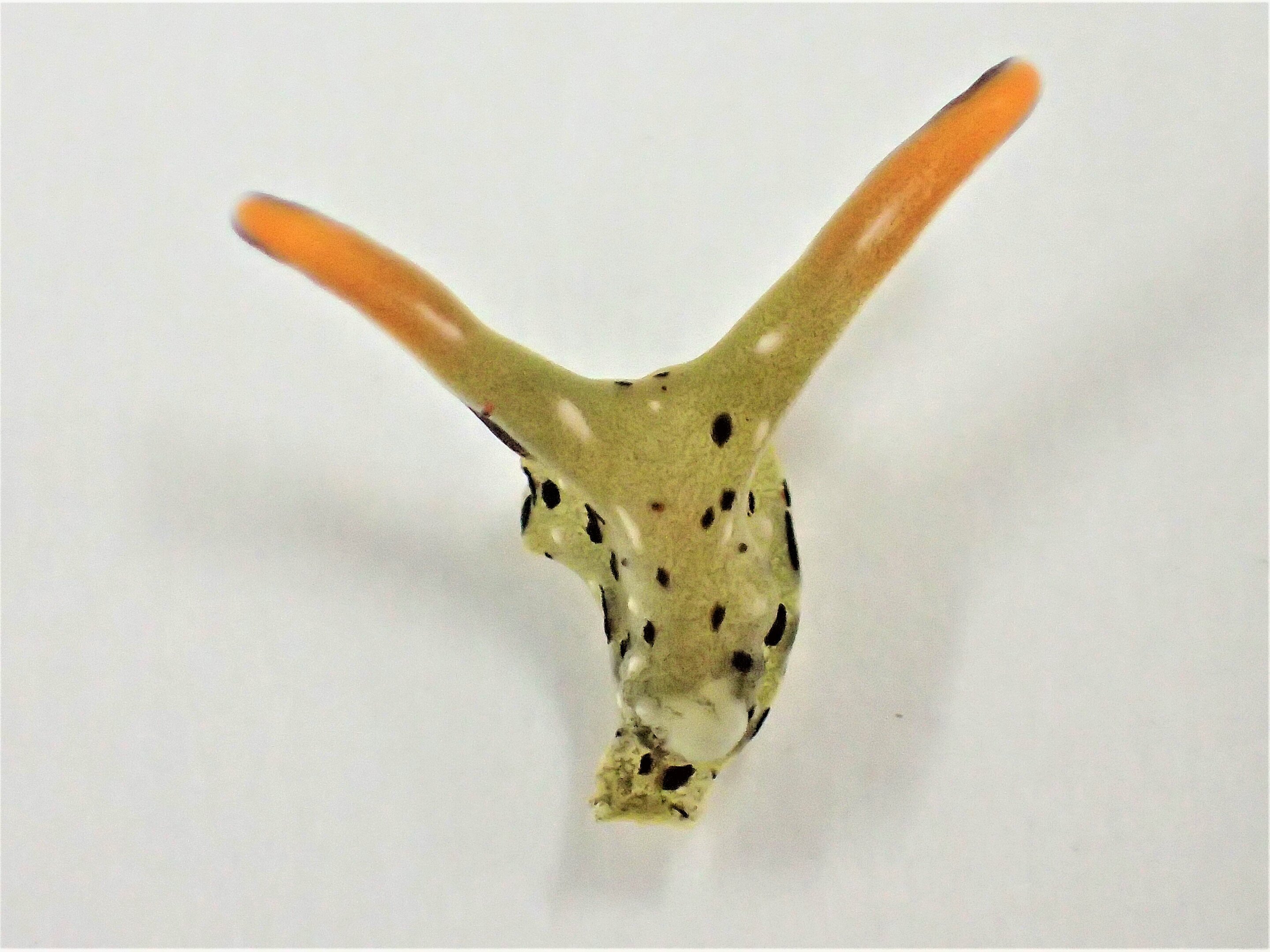 photo of These sea slugs sever their own heads and regenerate brand-new bodies image