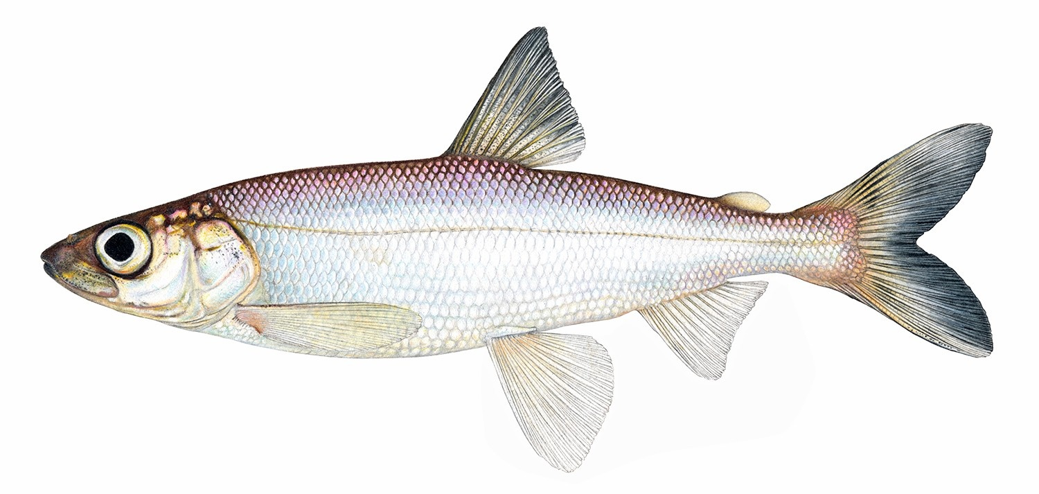 This Great Lakes fish may have evolved to see like its ocean