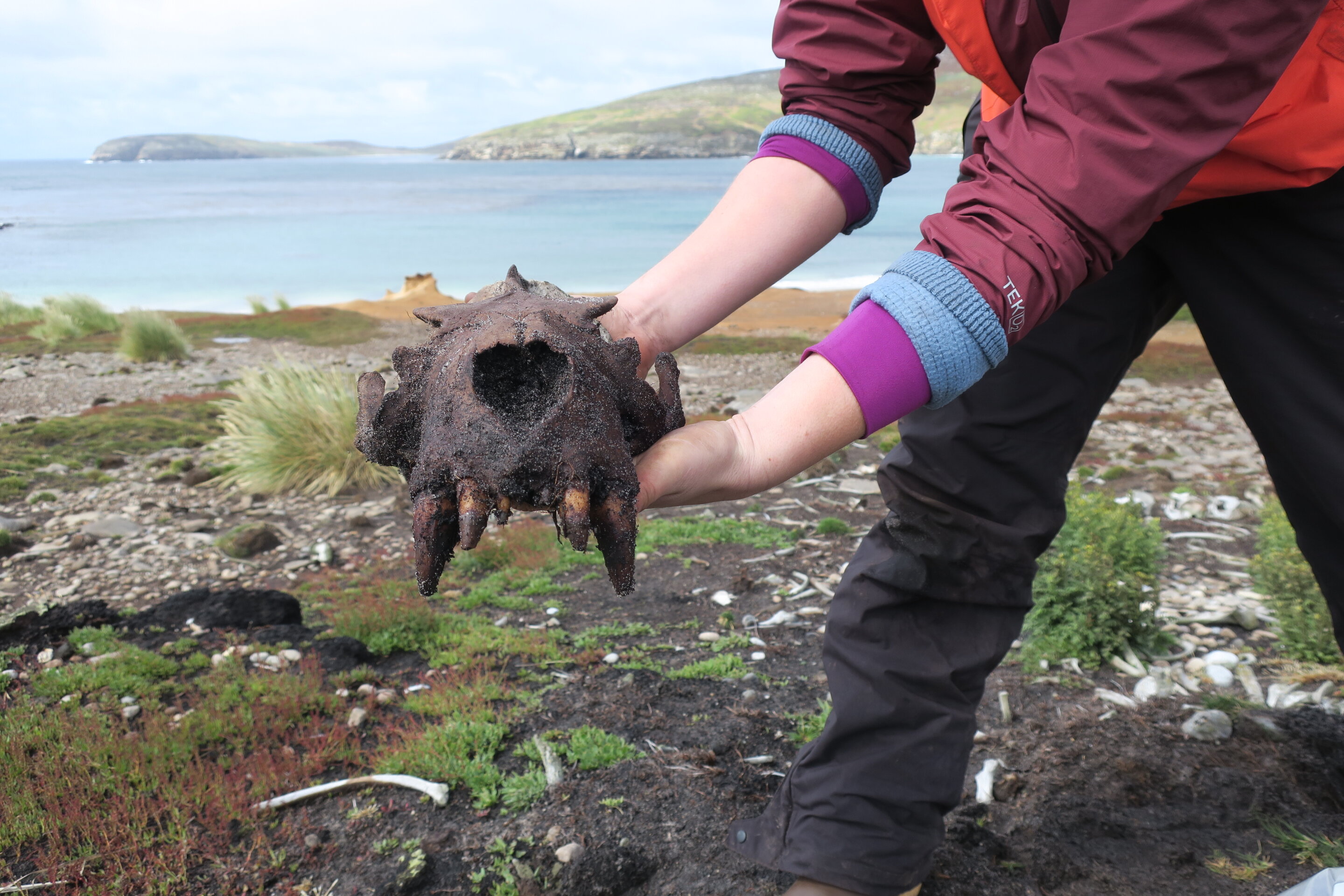 Team discovers evidence of prehistoric human activity in Falkland Islands