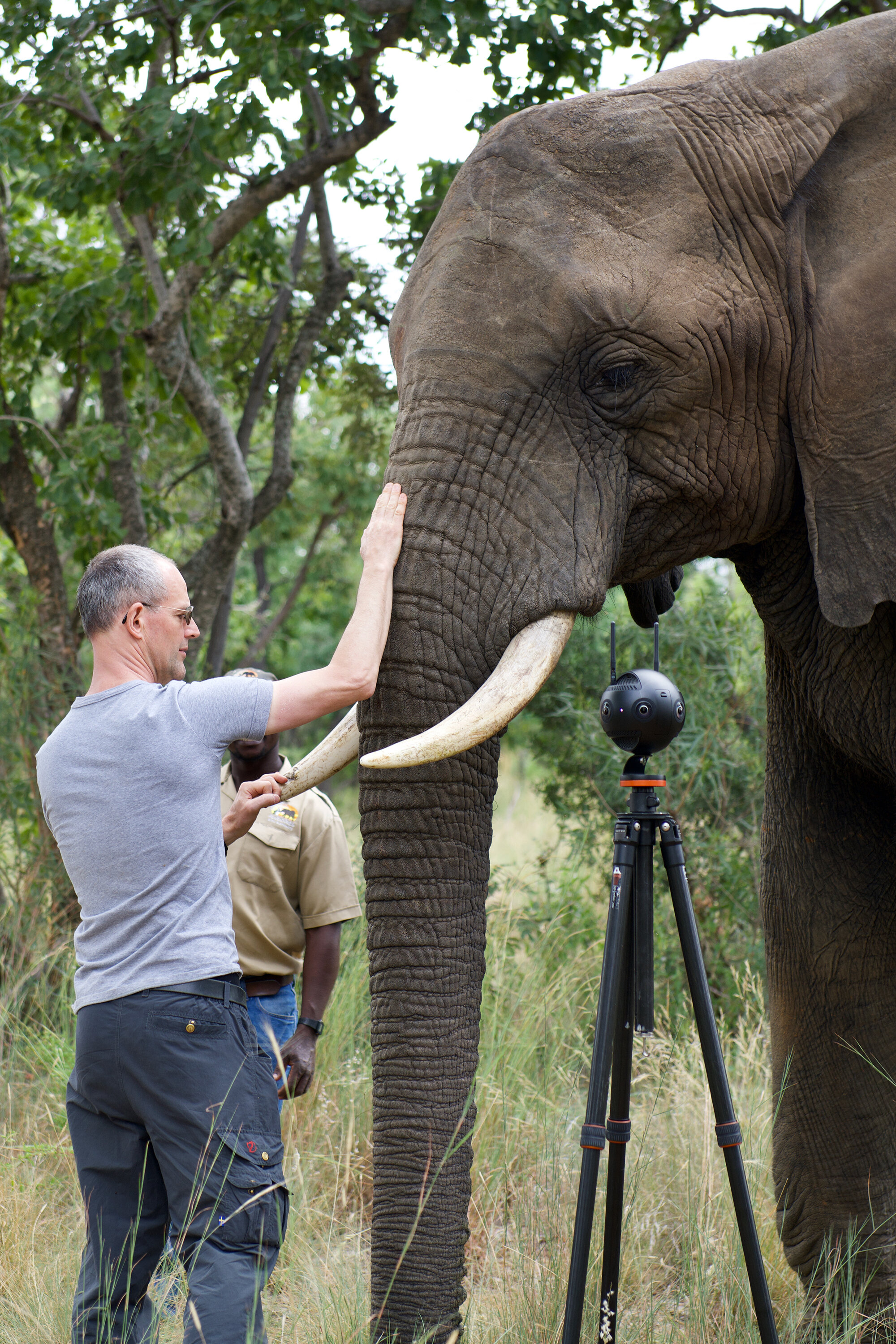 Unleashing the Wonders of an Elephant's Trunk. Exploring the Incredible  Capabilities and Multifaceted Uses of this Majestic Organ - Zambezi Grande