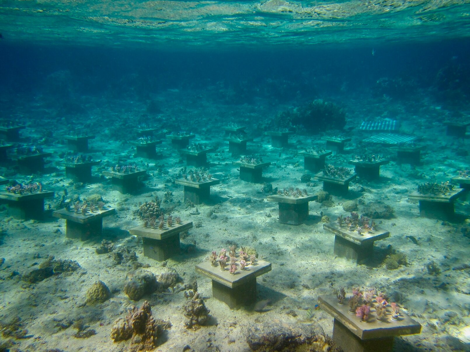 Underwater gardens boost coral diversity to stave off 'biodiversity meltdown'