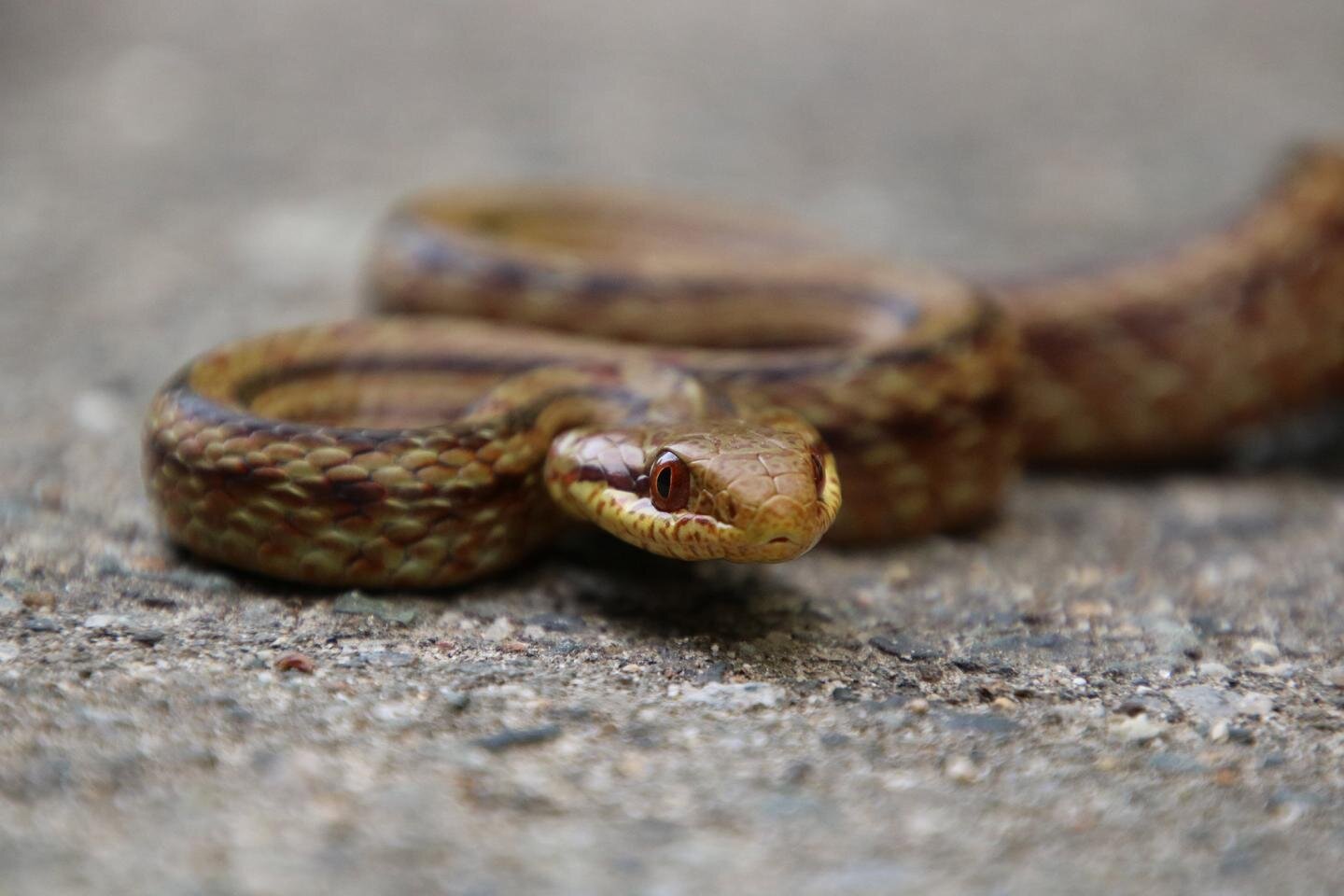 Snake Island vipers: predator or prey? - UGA Today