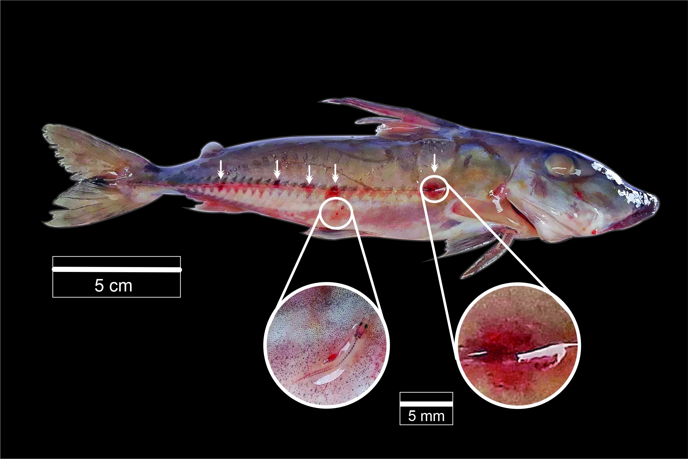photo of Vampire fish could be hitching rides from larger hosts image